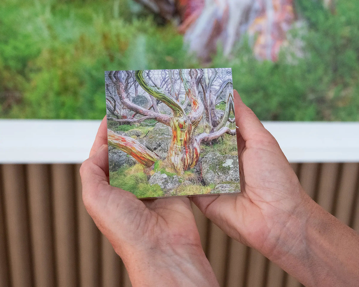 Gnarled. Hand held acrylic block of colourful snow gum Kosciuszko National Park.