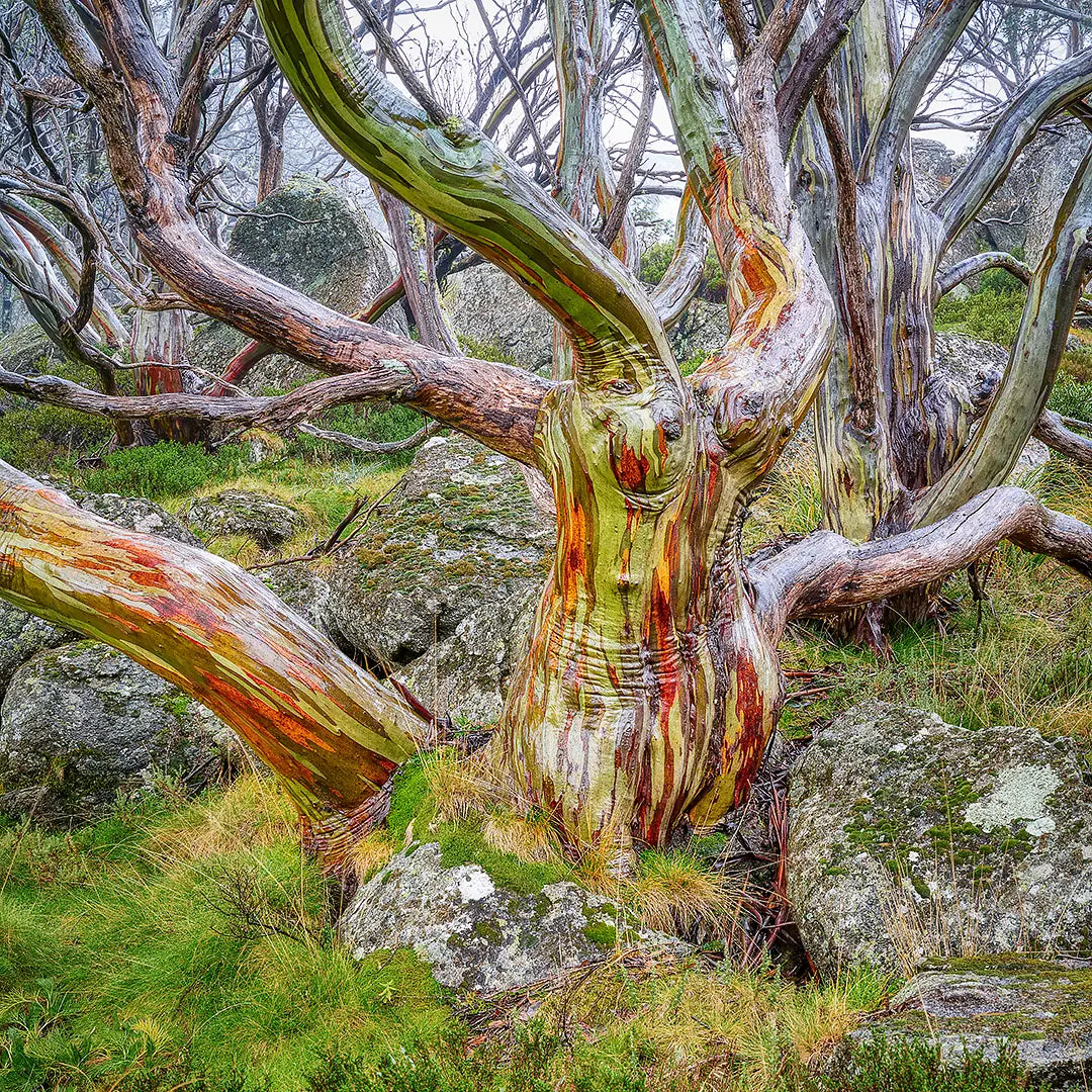 Gnarled - Snow Gum, Kosciuszko National Park