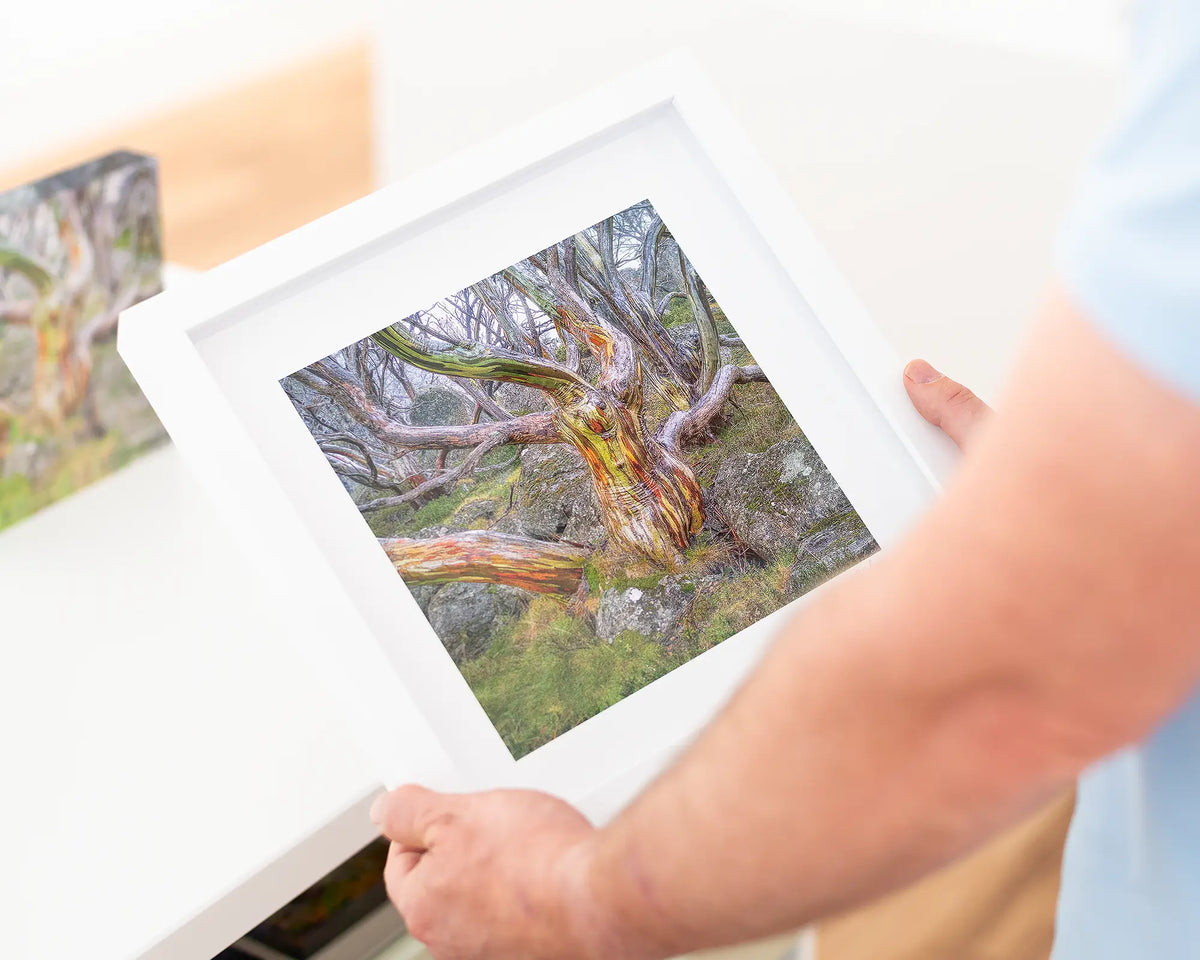 Gnarled - Snow Gum wall art print in small white frame.