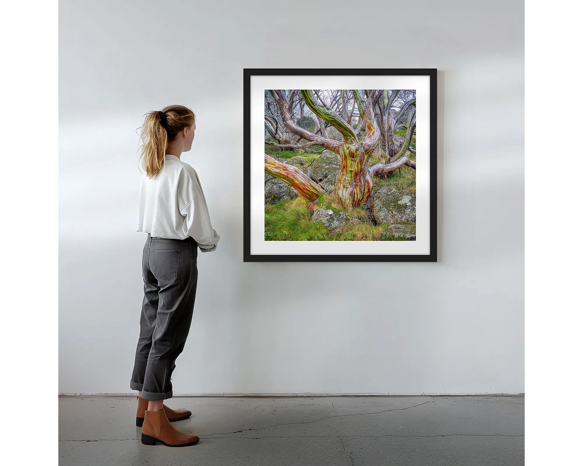 Gnarled. Wall art print with black frame featuring a colourful snow gum, hung on a wall with woman admiring.