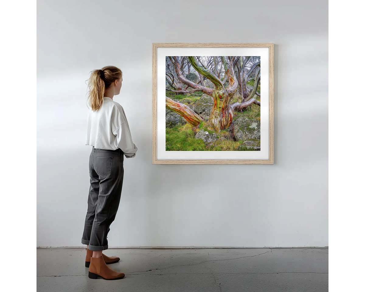 Gnarled. Wall art print with timber frame featuring a colourful snow gum, hung on a wall with woman admiring.