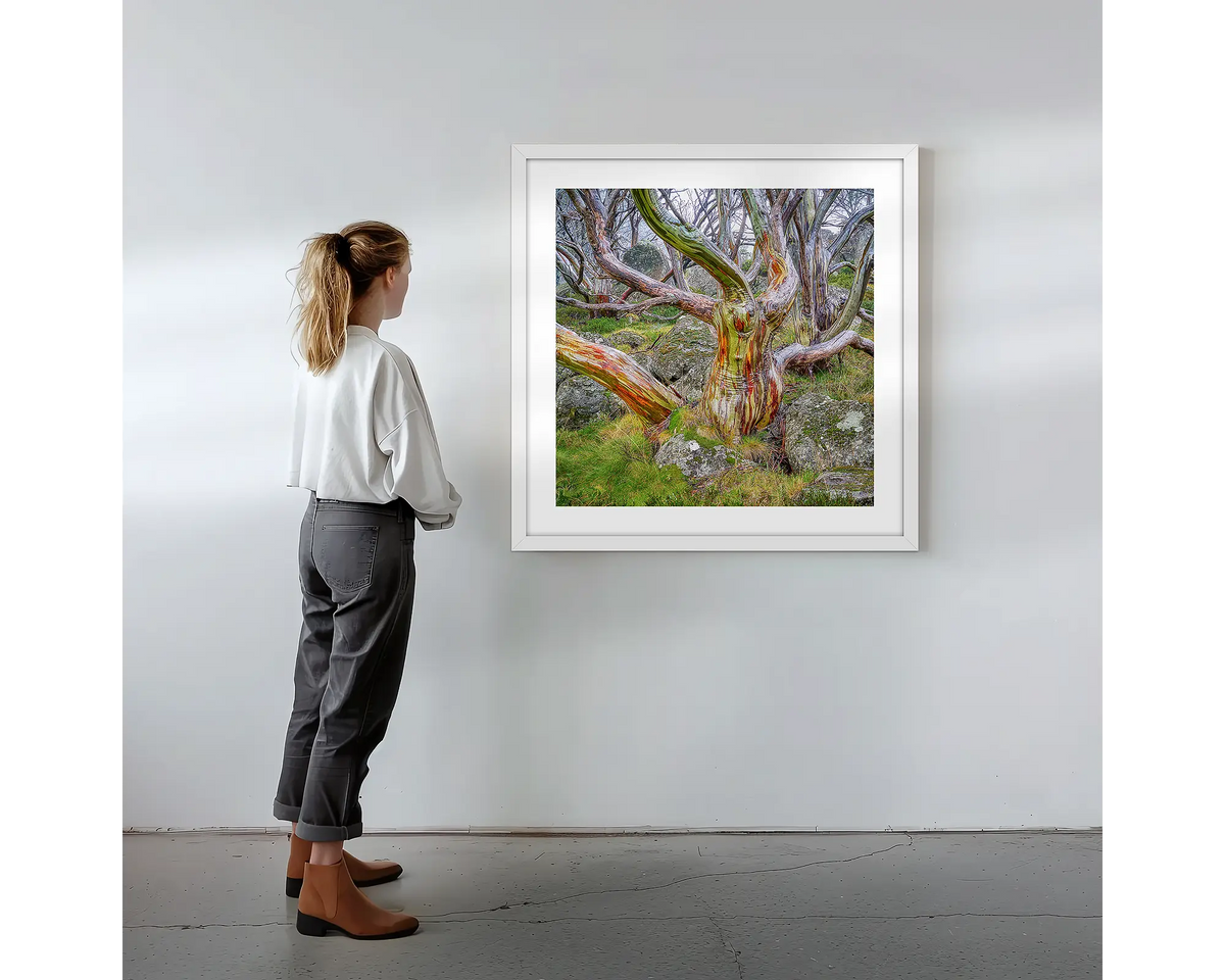 Gnarled. Wall art print with white frame featuring a colourful snow gum, hung on a wall with woman admiring.