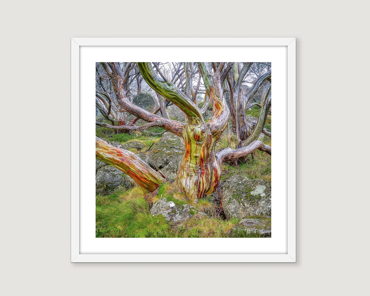 Framed photograph of a twisted snow gum with colourful bark, amongst mossy rocks in the Kosciuszko National Park. 