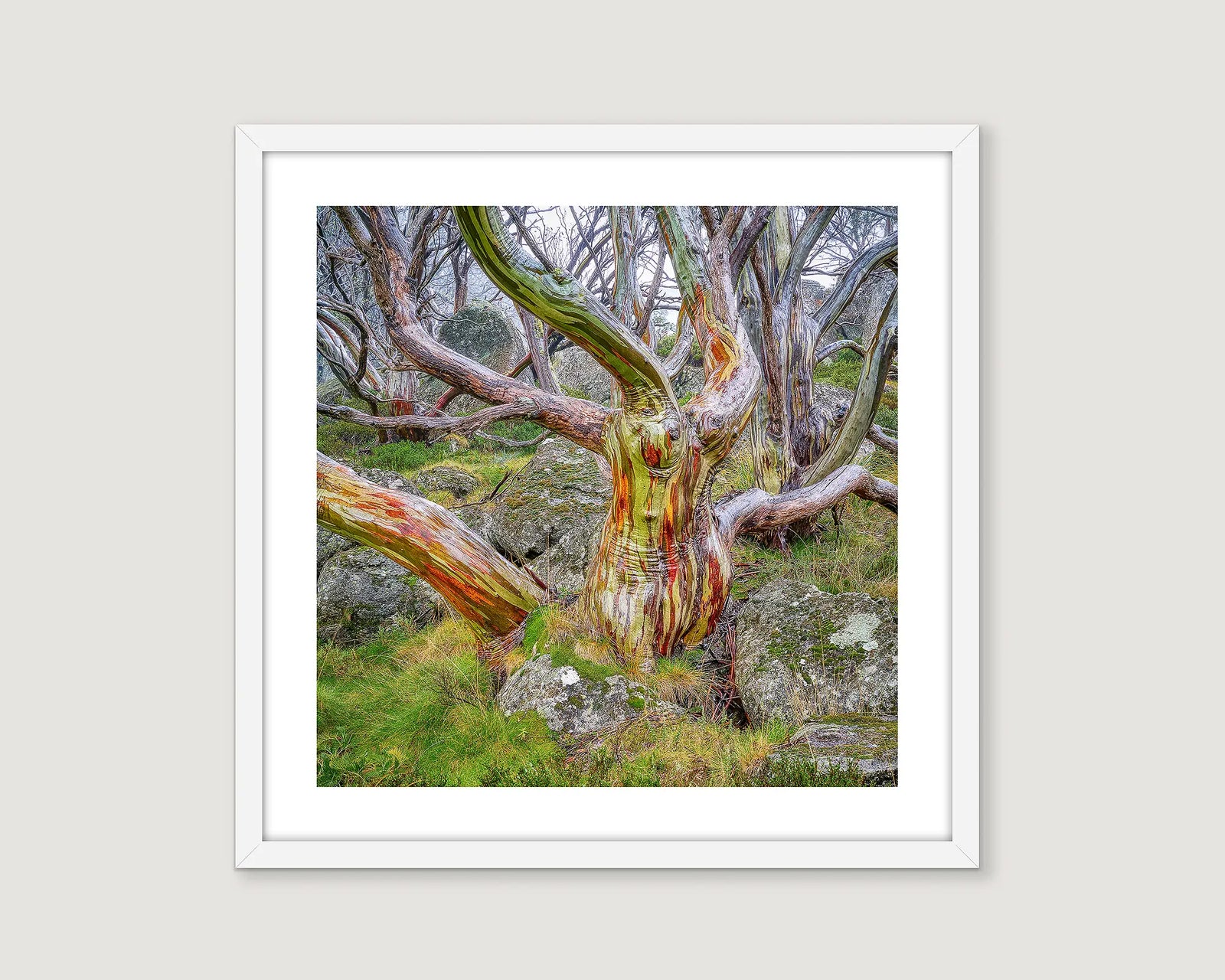 Framed photograph of a twisted snow gum with colourful bark, amongst mossy rocks in the Kosciuszko National Park. 