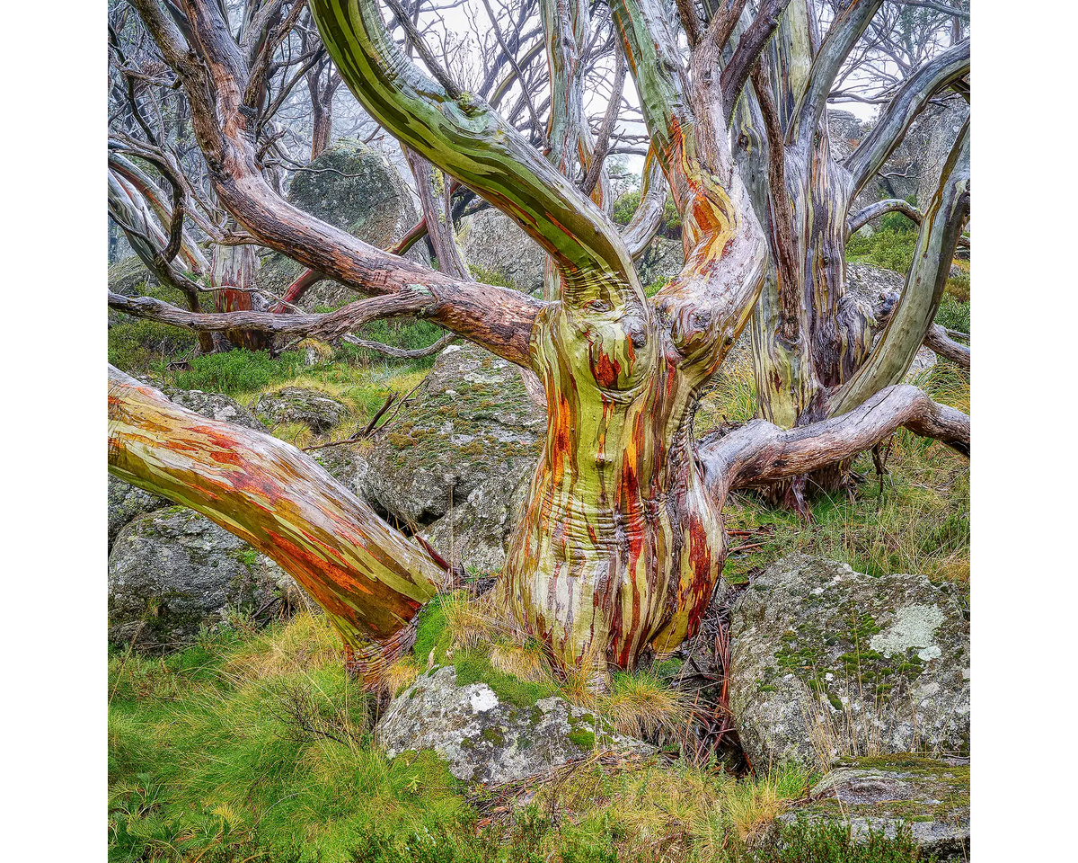 A vibrantly coloured snow gum with wet bark, Kosciuszko National Park, NSW. 