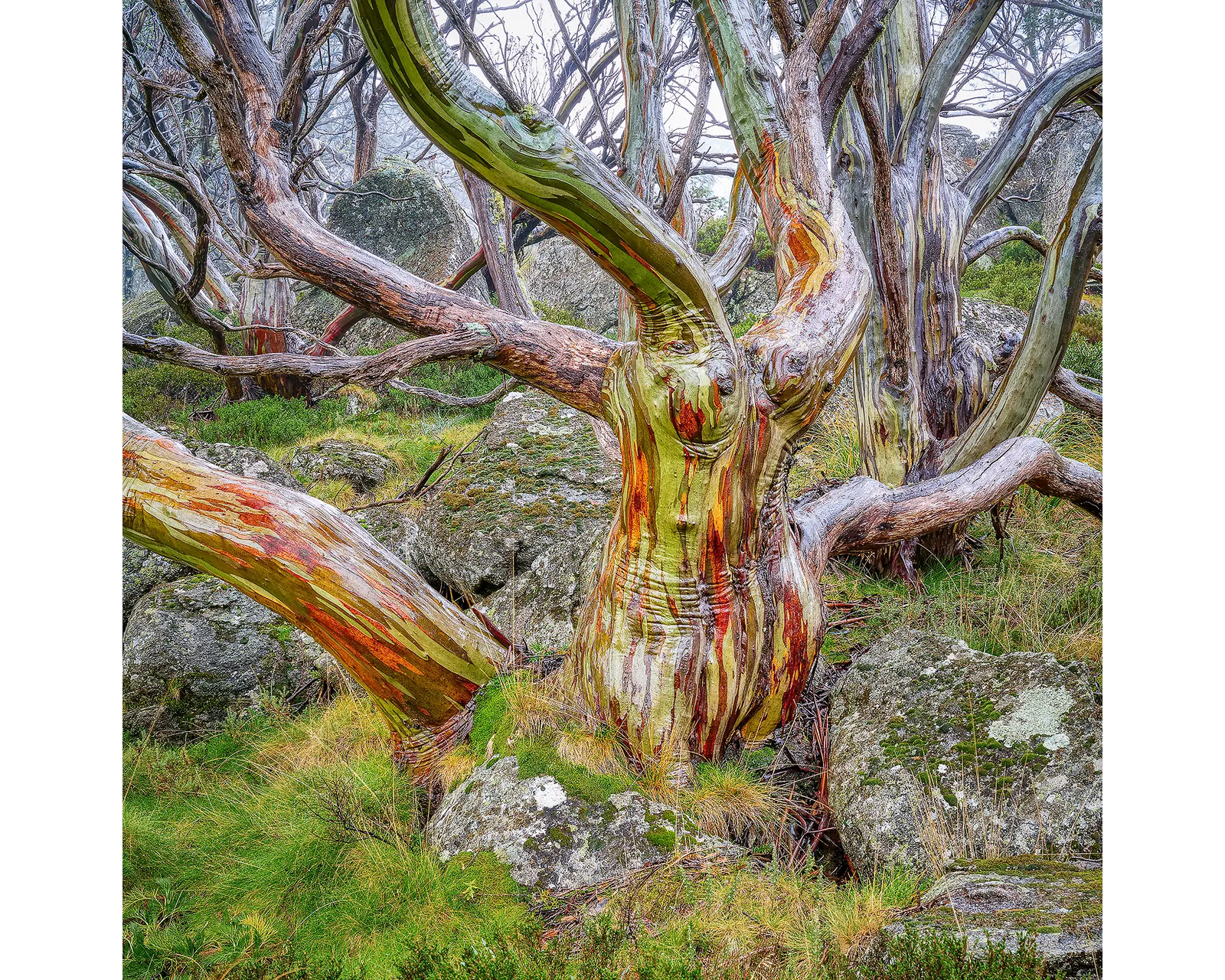 Gnarled acrylic block. Snow gum in Kosciuszko National Park. 