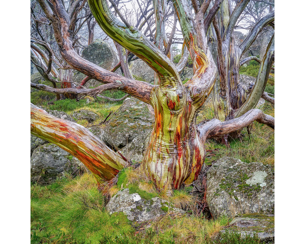 Gnarled - wet bark, snow gum colours, Kosciuszko National Park.