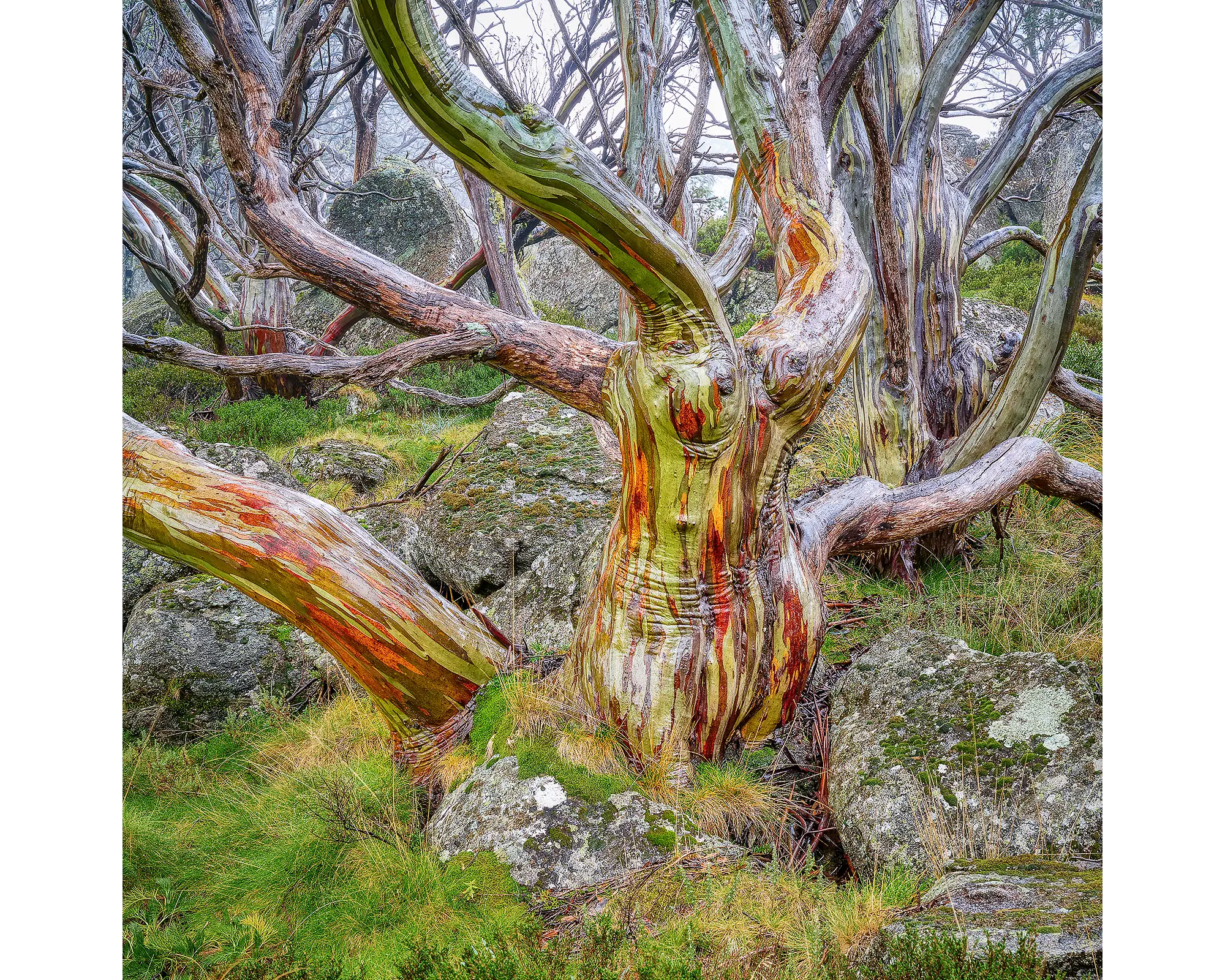 Gnarled - wet bark, snow gum colours, Kosciuszko National Park.