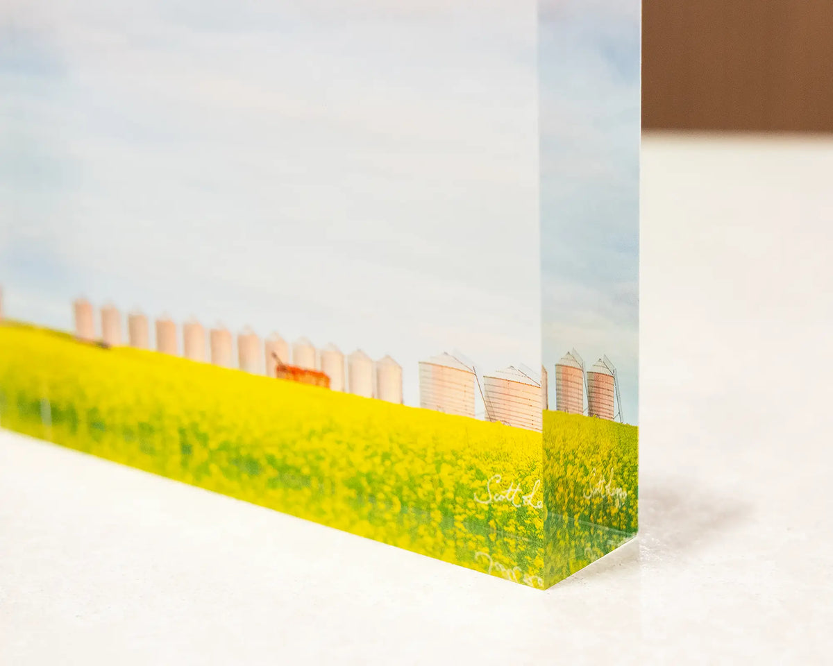 Golden Silos. Acrylic block of a canola field, Junee Shire, corner close-up details.