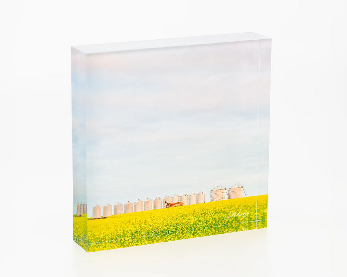 Golden Silos acrylic blocks - Canola fields, Junee Shire. 
