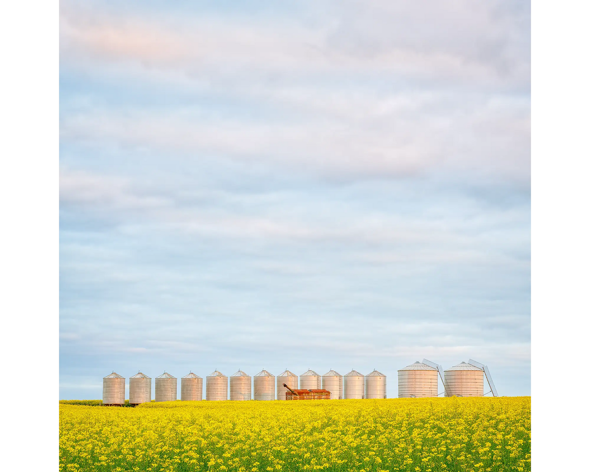 Golden Silos - sunset with canola, Junee Shire, New South Wales, Australia.