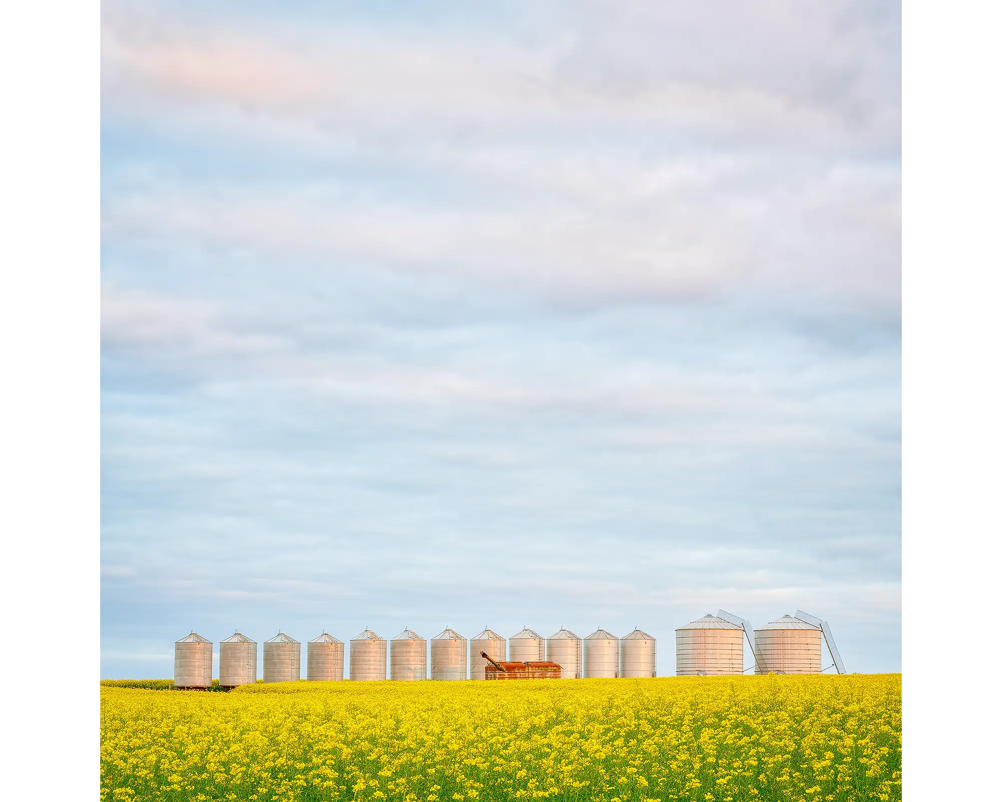 Golden Silos - sunset with canola, Junee Shire, New South Wales, Australia.