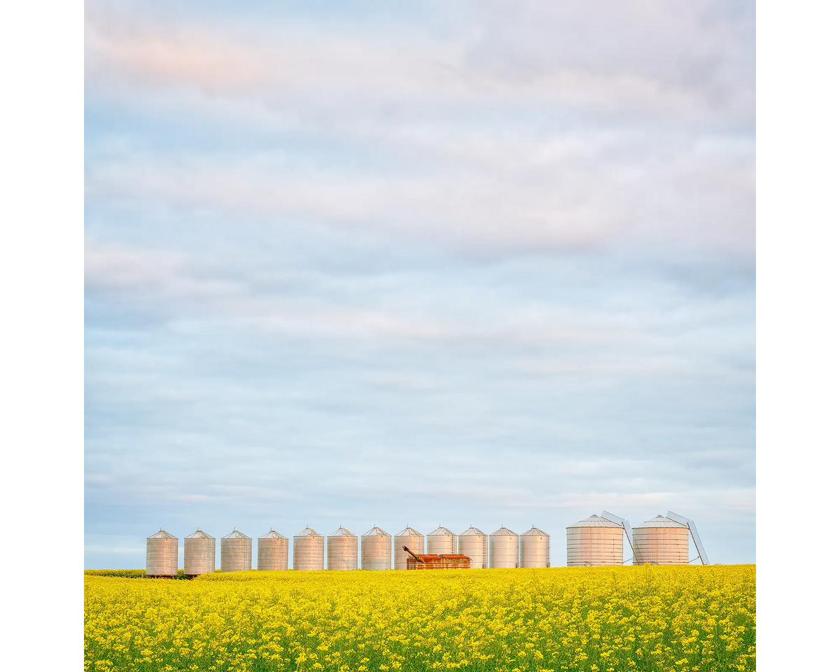 Canola fields and silos in Junee Shire, NSW. 