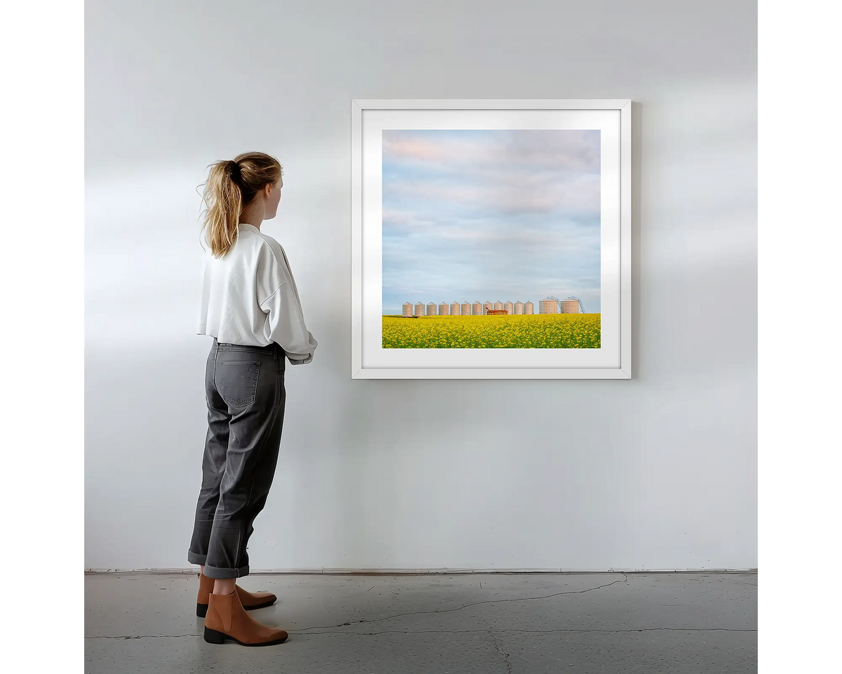 Golden Silos. Wall art print with white frame featuring canola fields and silos, hung on a wall with woman admiring.