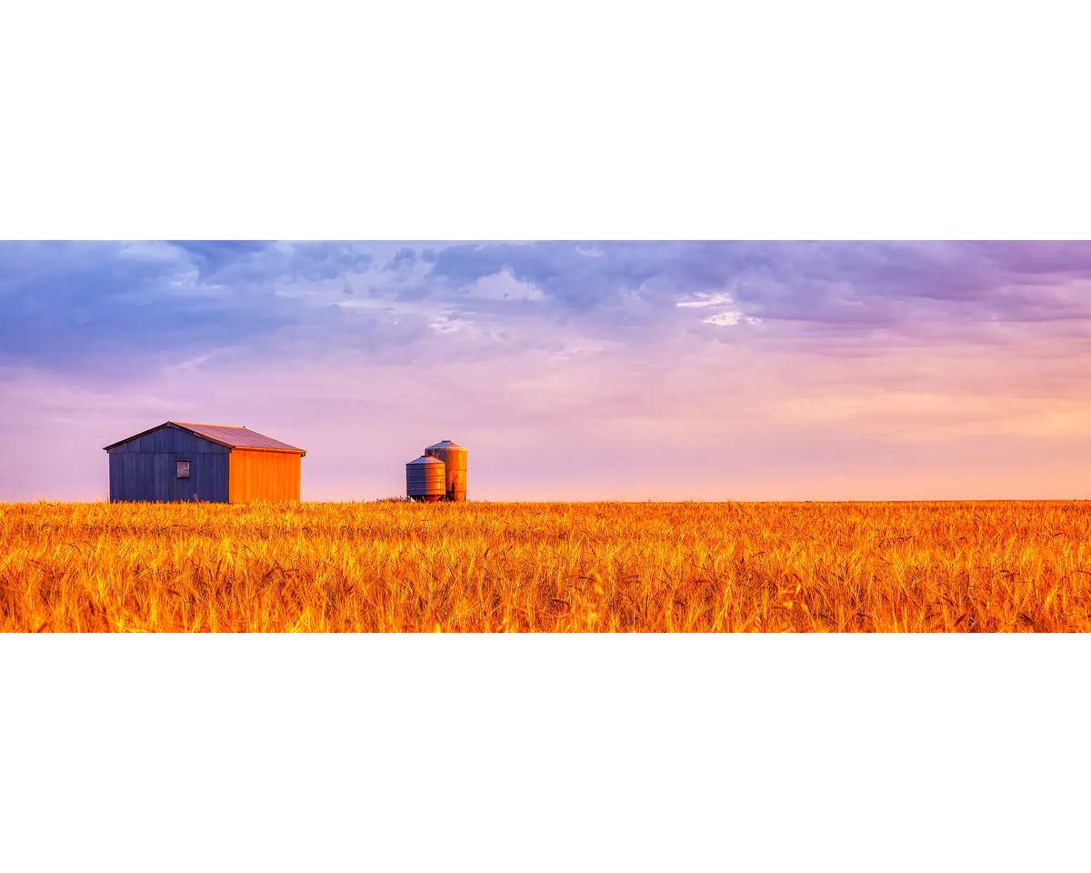 A wheat farm at sunset, Candowie, SA. 