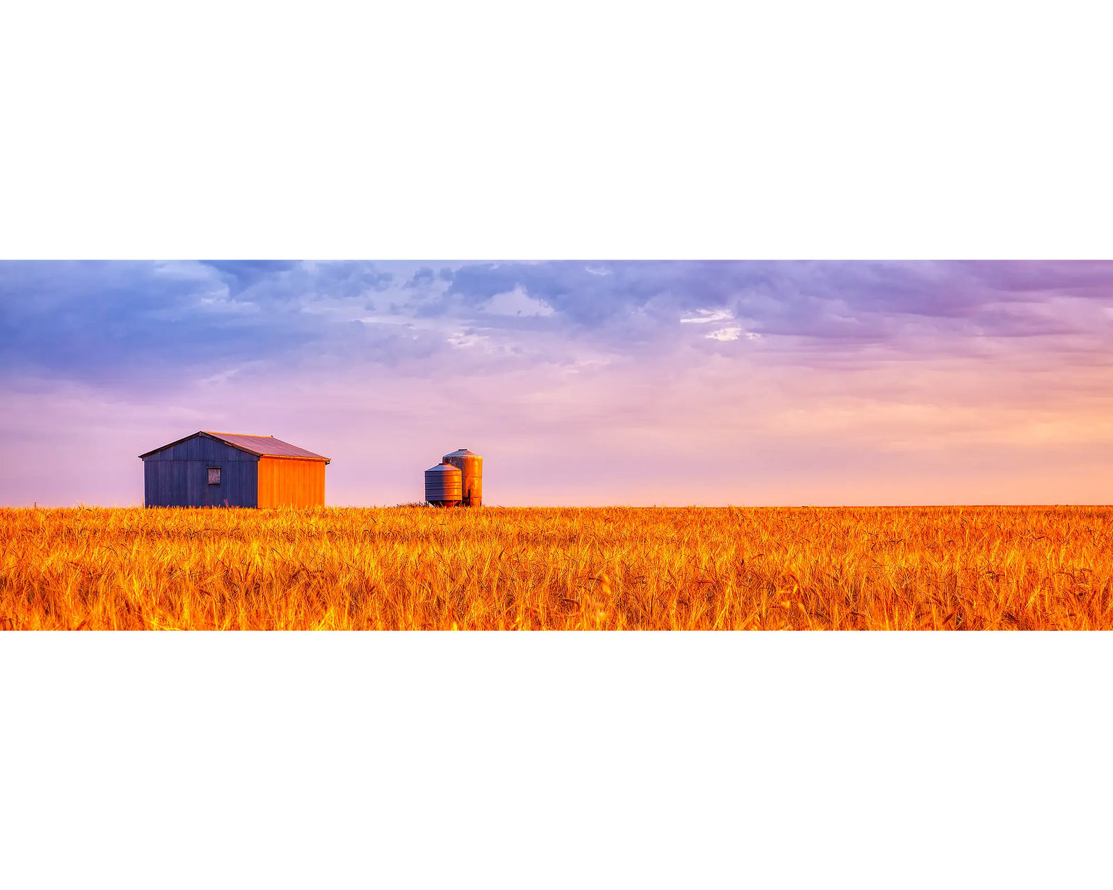 Golden Wheat. Sunset over wheat field, Candowie, South Australia.