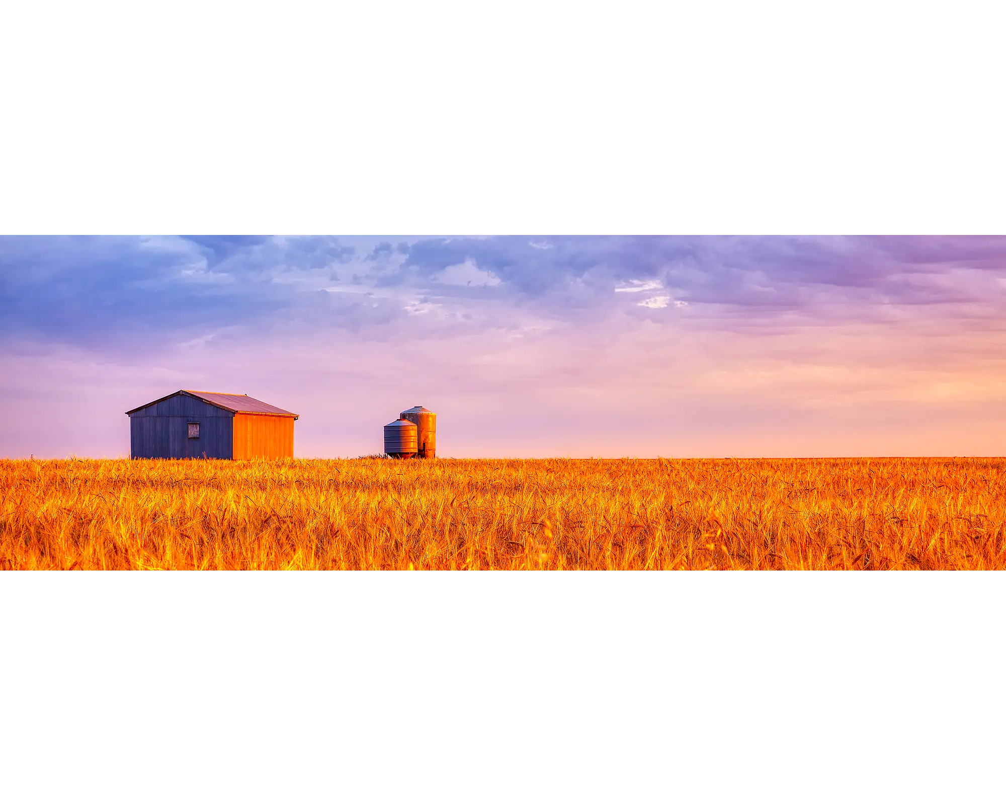 Golden Wheat. Sunset over wheat field, Candowie, South Australia.