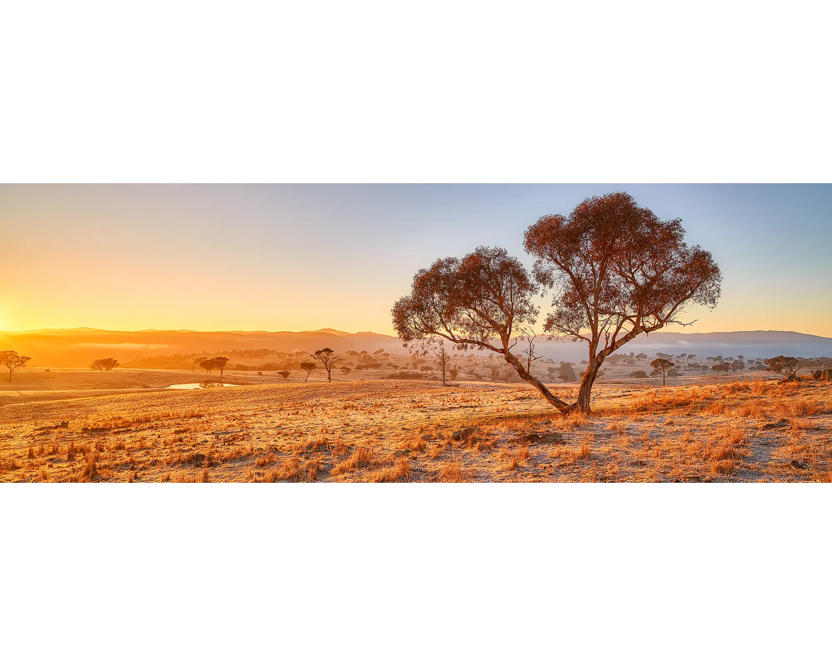 Old snow gum at sunrise, Googong, NSW. 