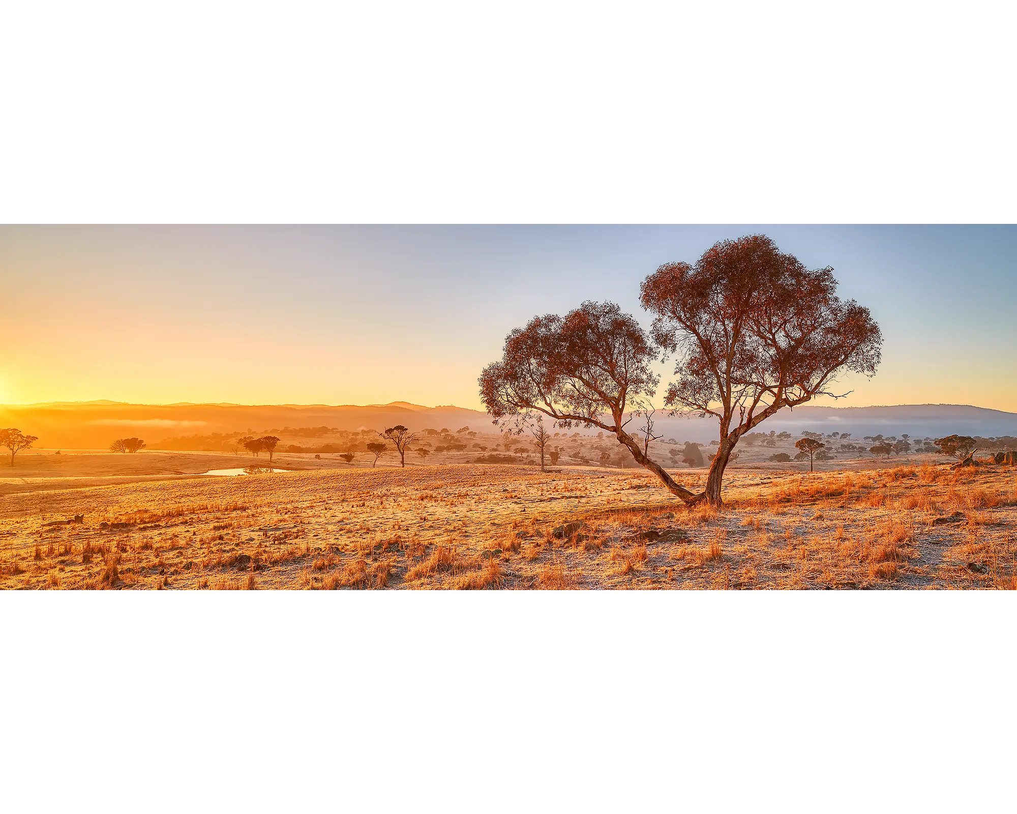 Old snow gum at sunrise, Googong, NSW. 
