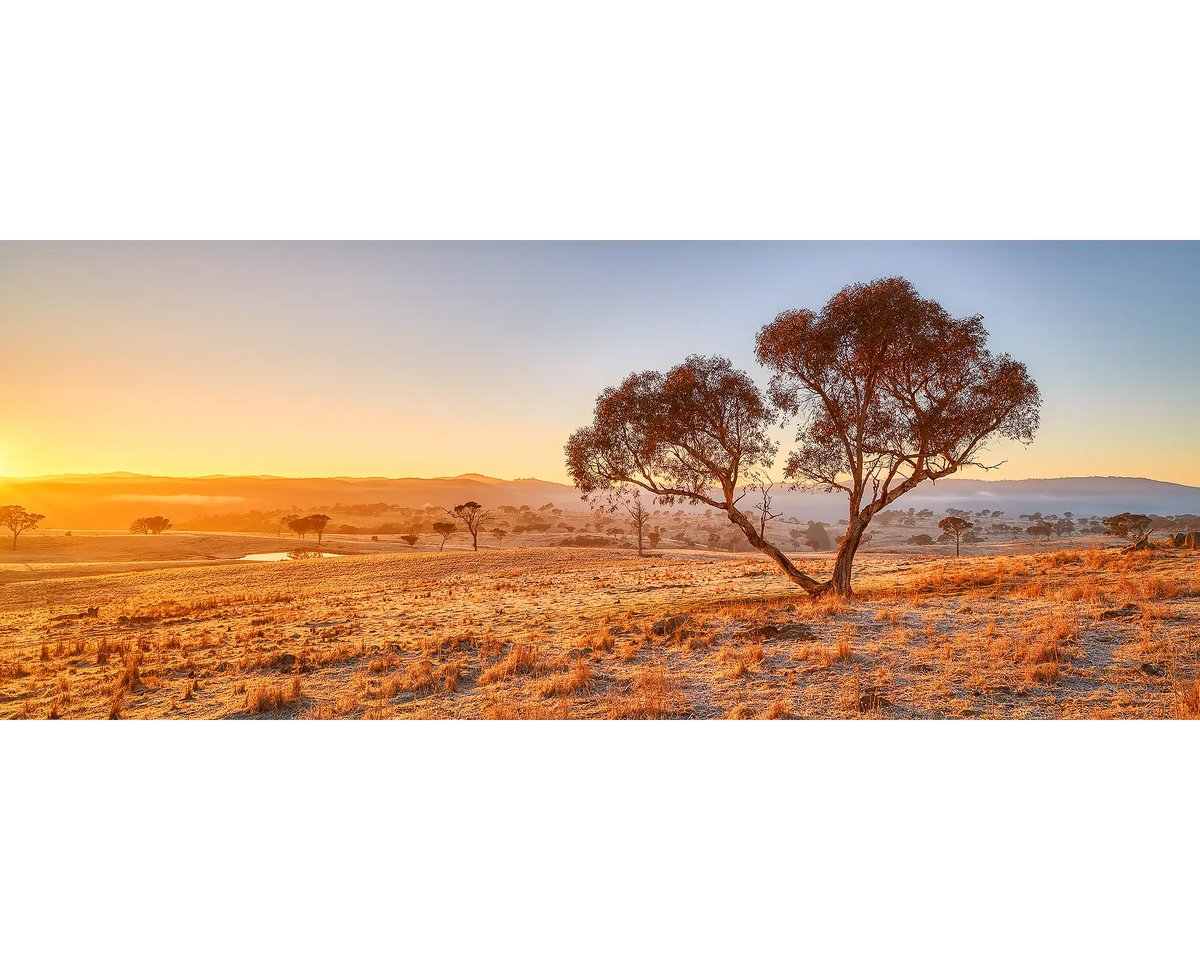 Googong Awakes. Sunrise with snow gum, Googong, New South Wales, Australia.