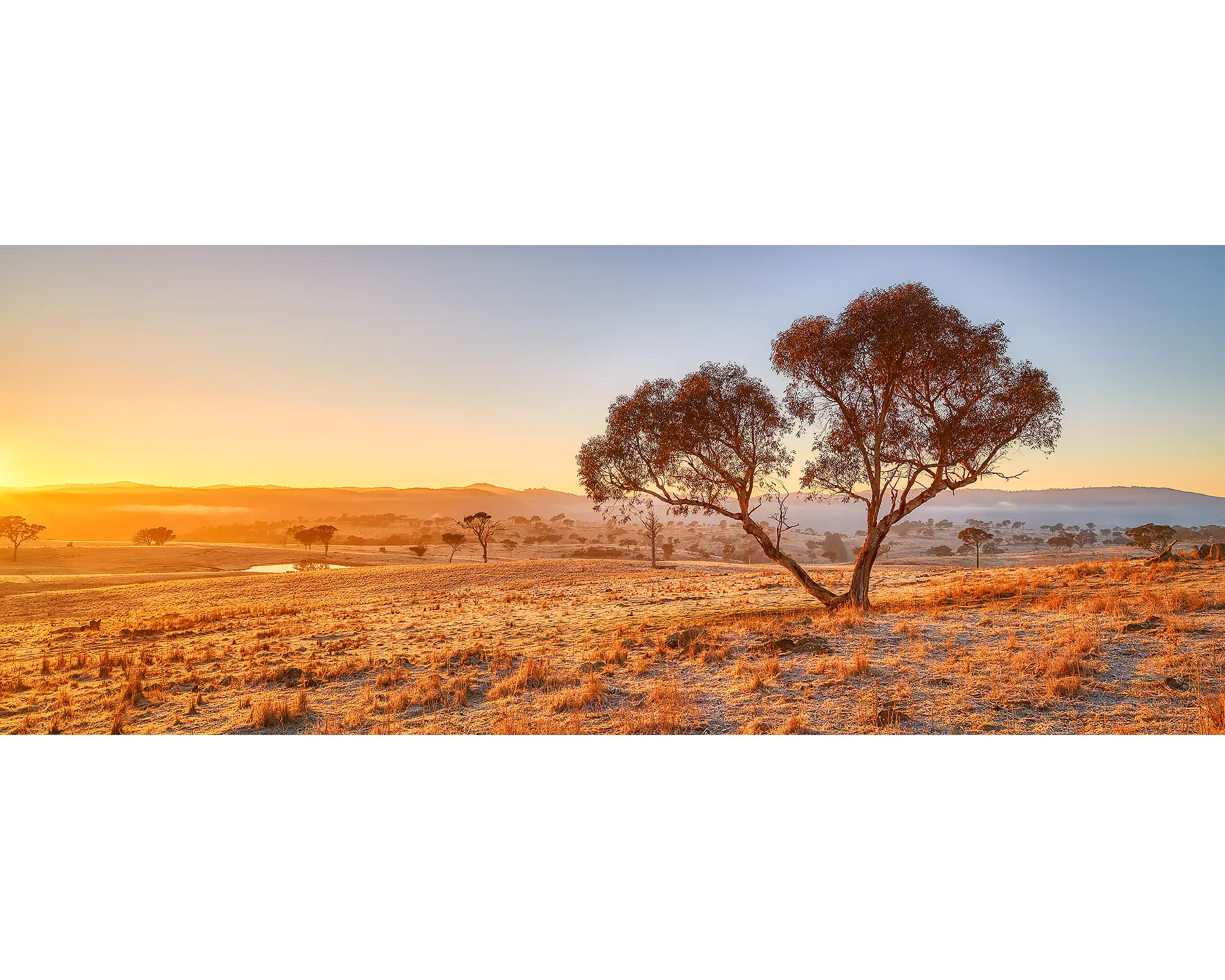 Googong Awakes. Sunrise with snow gum, Googong, New South Wales, Australia.