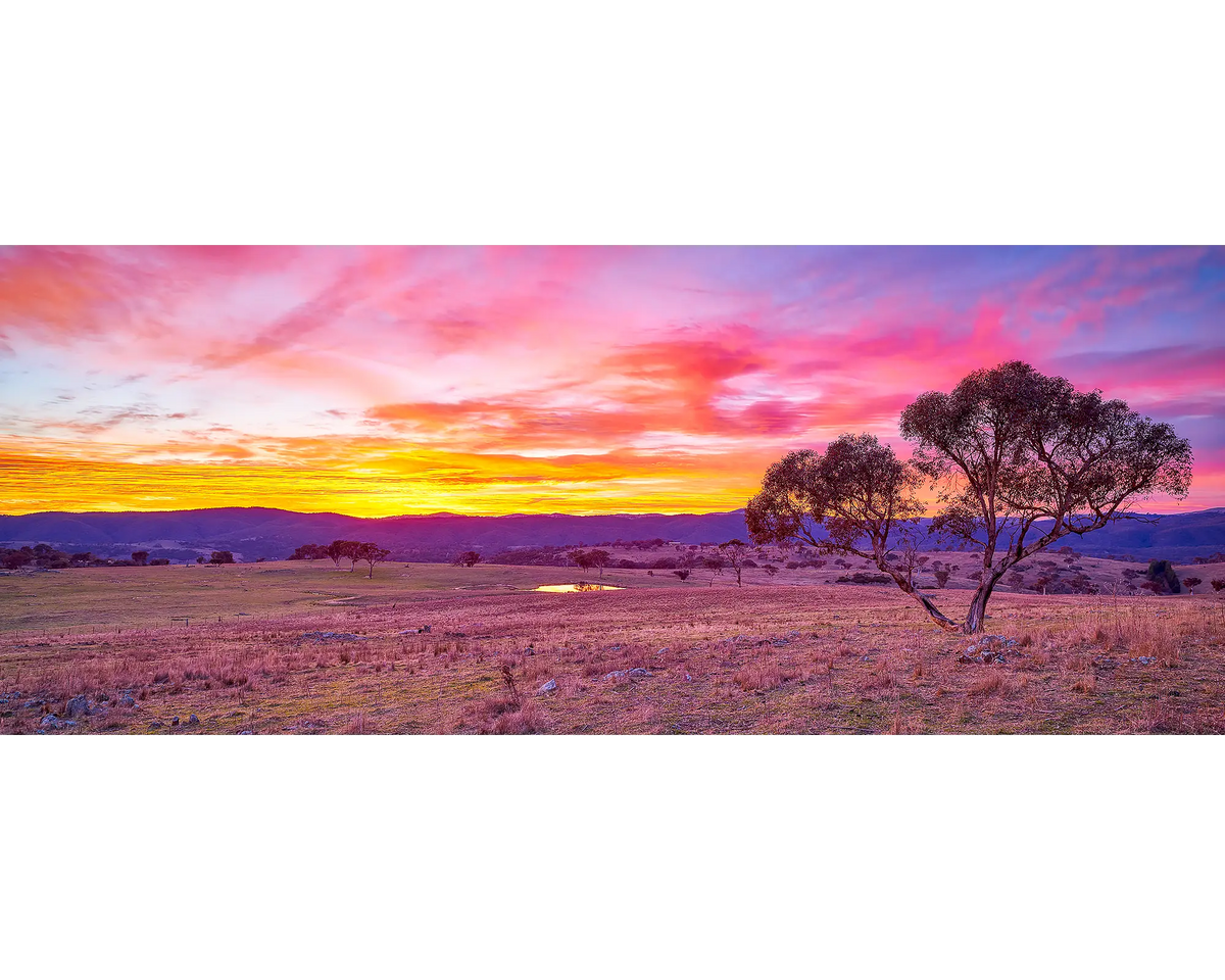 Googong Rising. Snow gum sunrise, Googong, New South Wales, Australia.