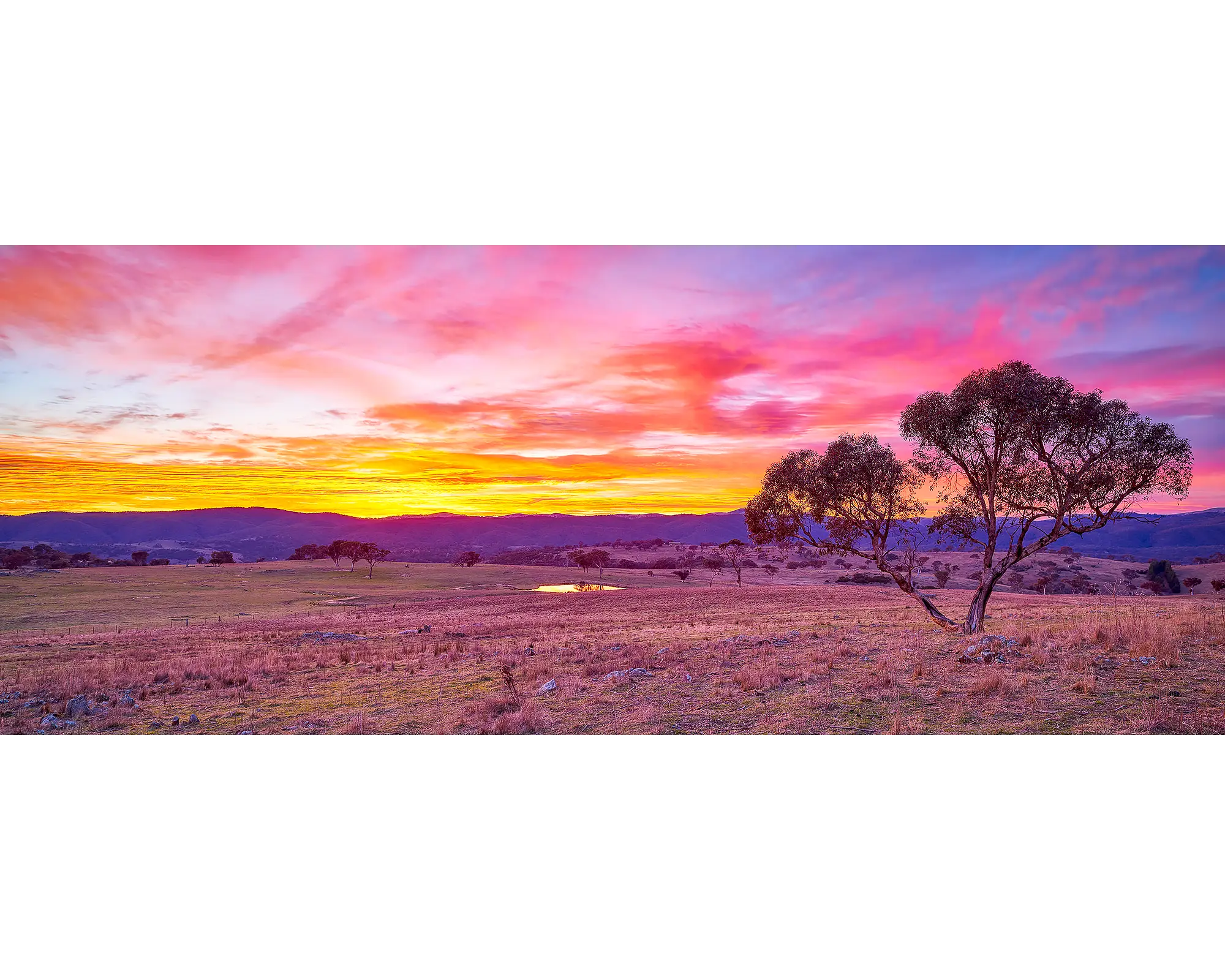 Googong Rising. Snow gum sunrise, Googong, New South Wales, Australia.