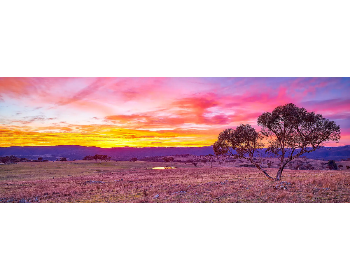 Snow gum with a colourful sunrise in the background, Googong, NSW. 