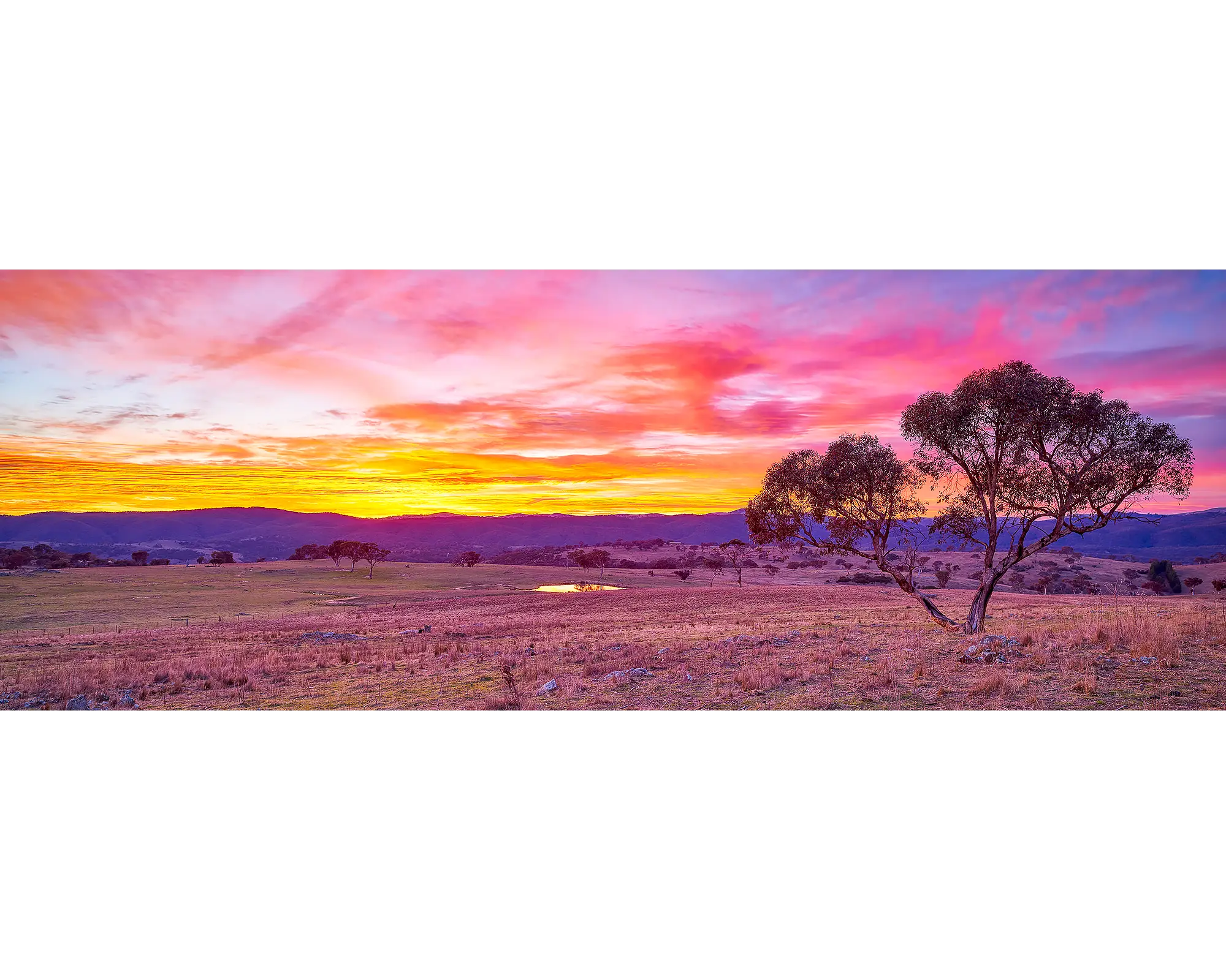 Snow gum with a colourful sunrise in the background, Googong, NSW. 