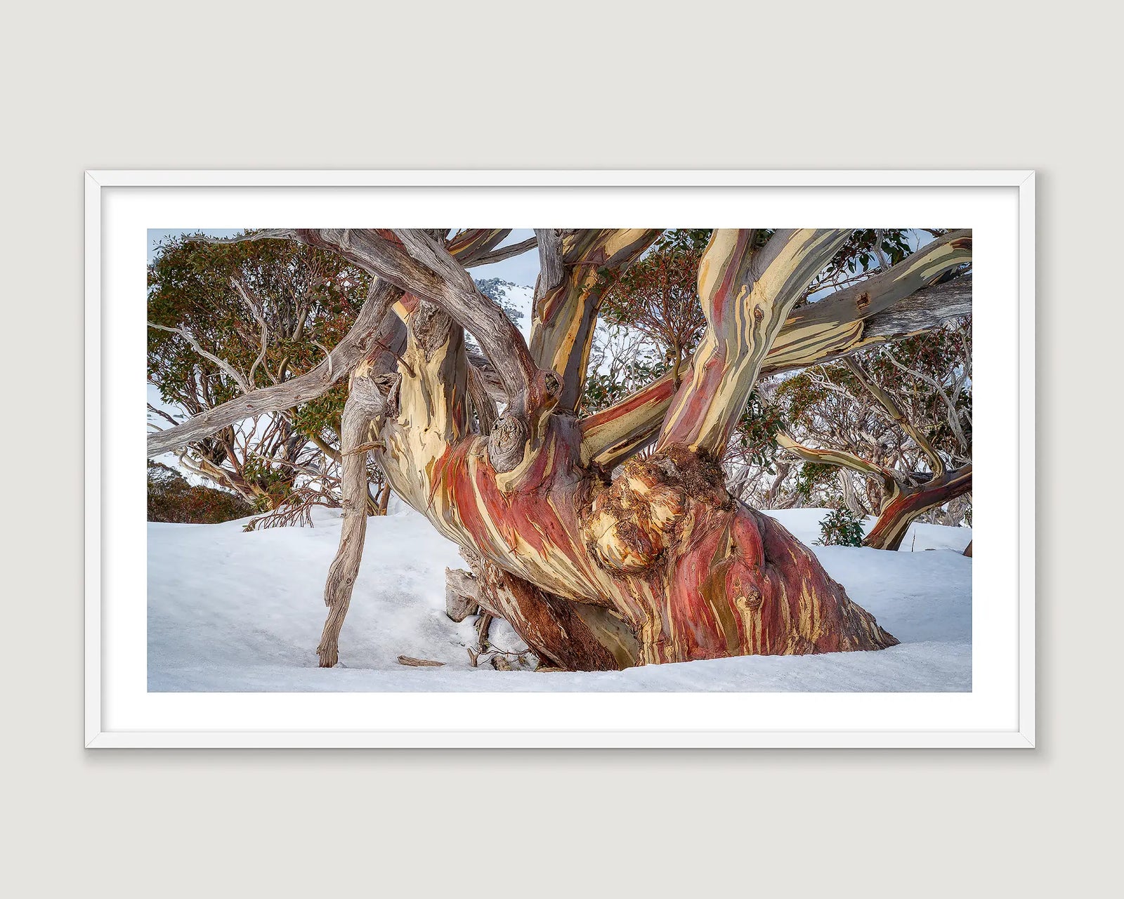 Framed photographic print of a large ancient snow gum with red bark, buried in snow. 