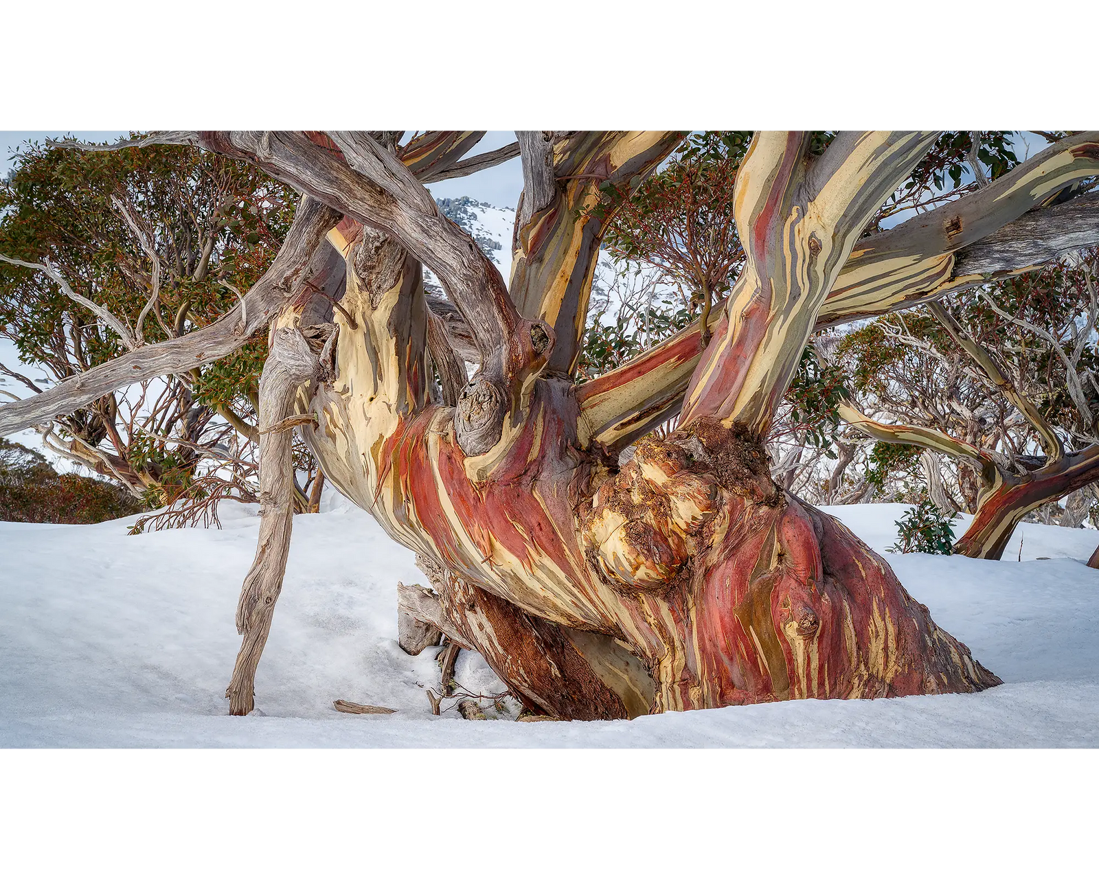 Grandfather. Old snow gum in winter snow, Kosciuszko National Park.