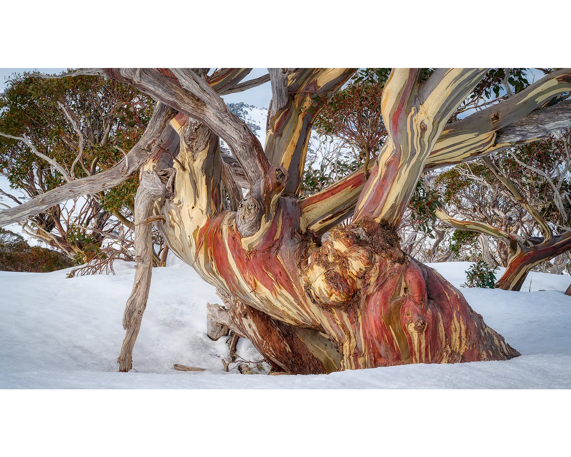 Grandfather. Old snow gum in winter snow, Kosciuszko National Park.