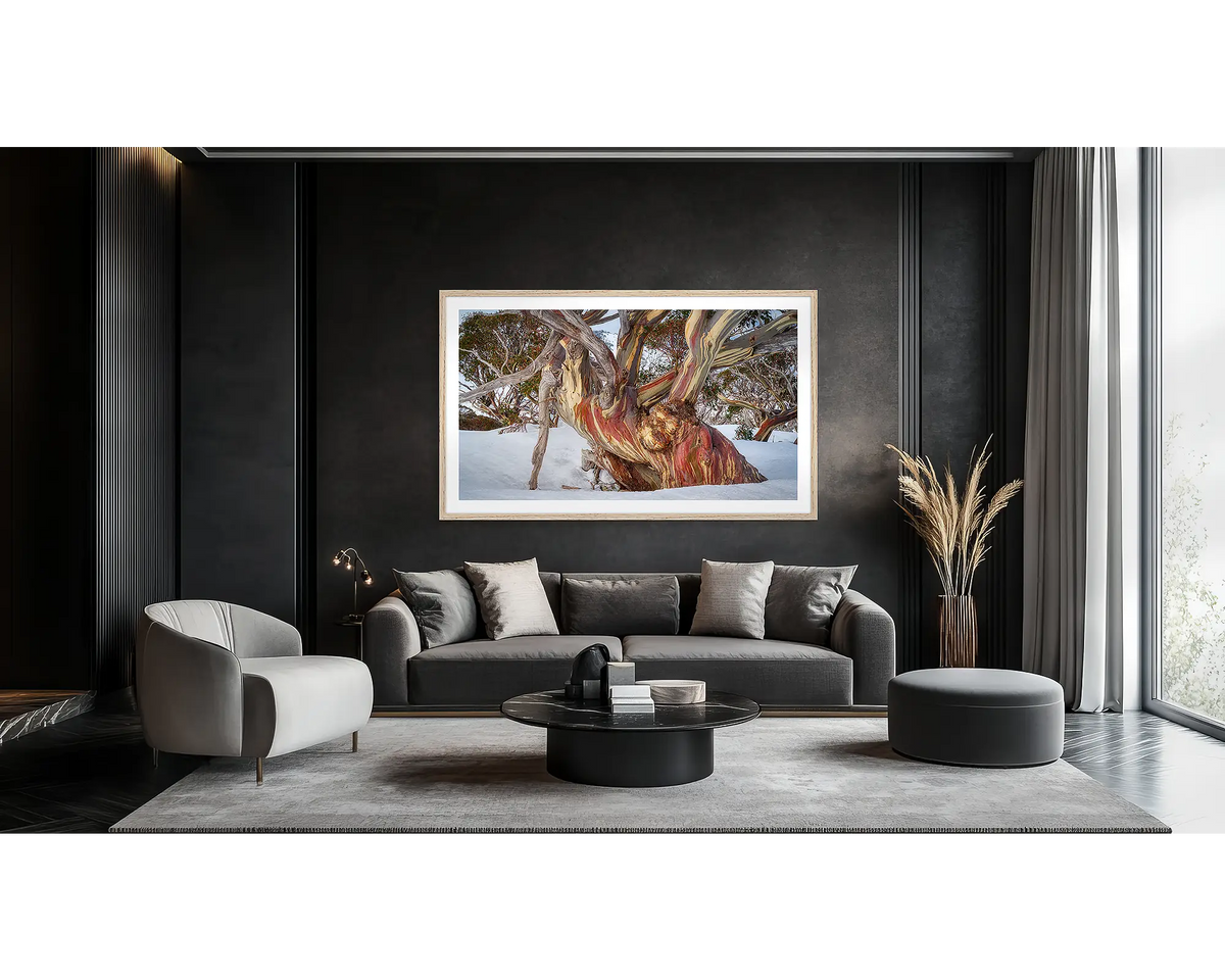 Grandfather. Wall art print of an ancient snow gum in snow, with a timber frame hung on a dark lounge room wall. 