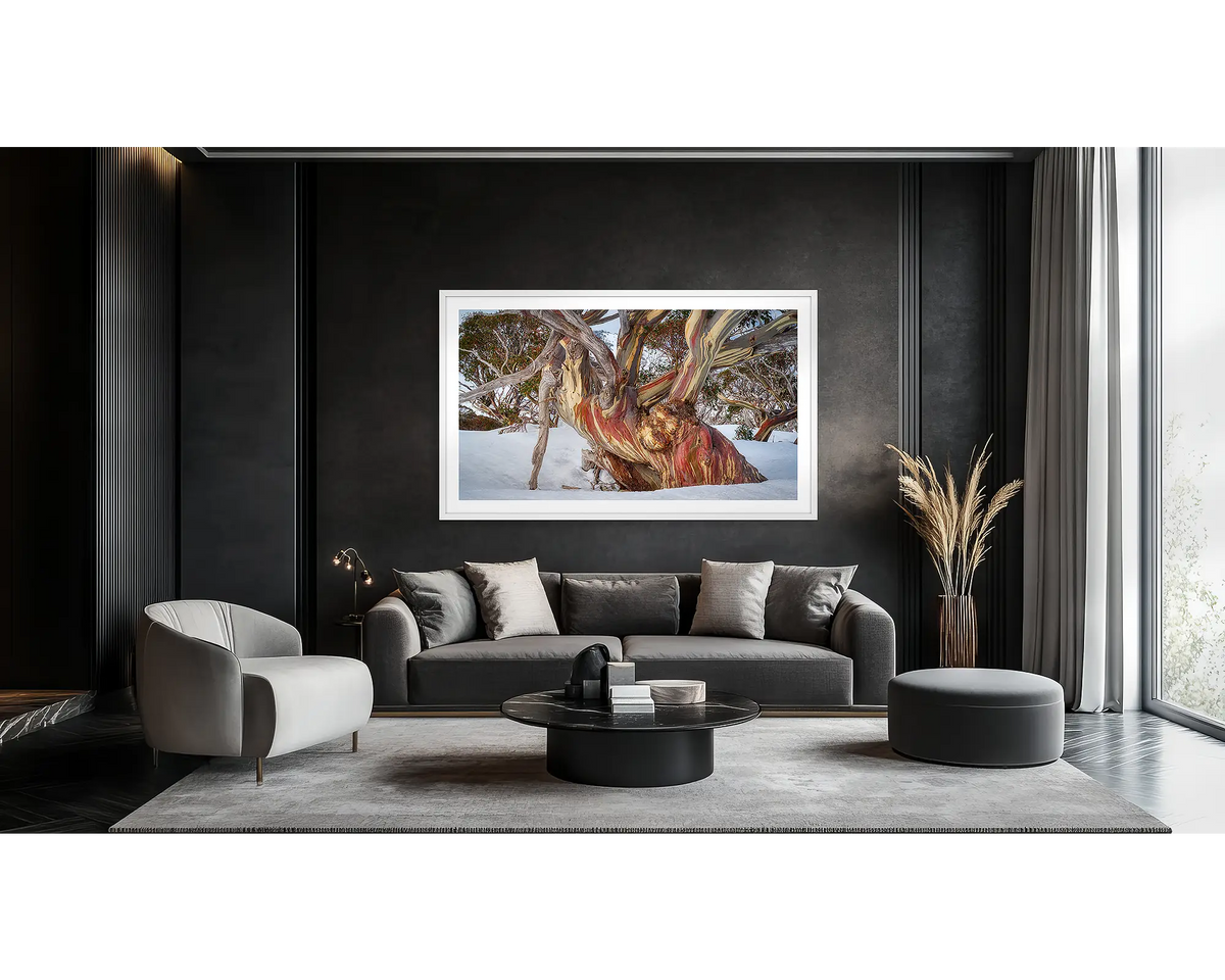 Grandfather. Wall art print of an ancient snow gum in snow, with a white frame hung on a dark lounge room wall. 
