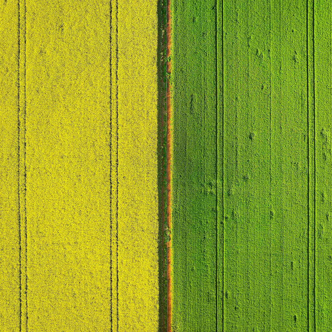 Green and Gold - Yellow and green crop field, Coolamon Shire, New South Wales