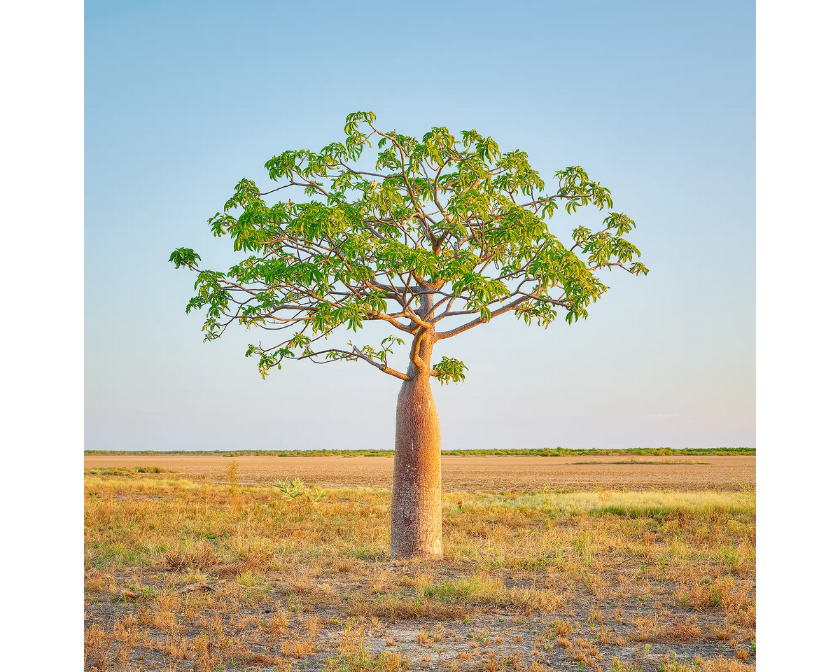 A young Boab tree, Derby, The Kimberley. 