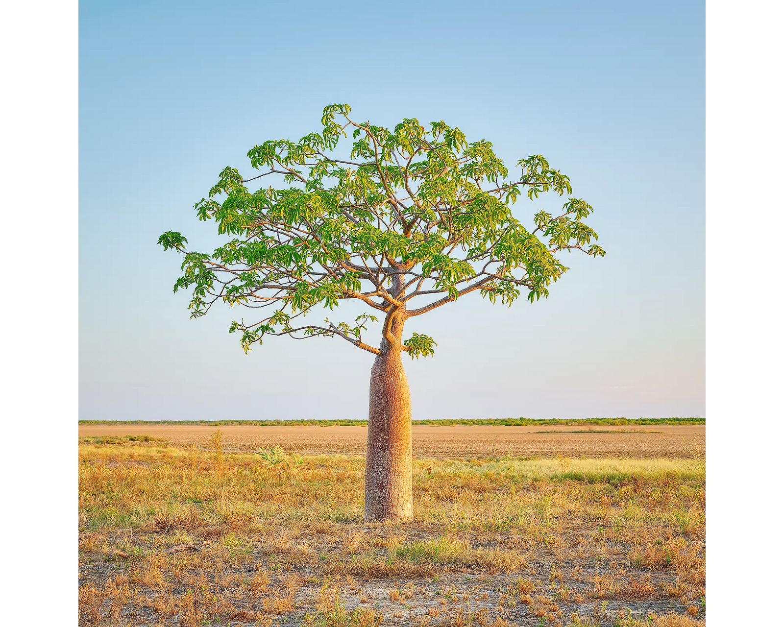 Boab tree, The Kimberley, Western Australia.