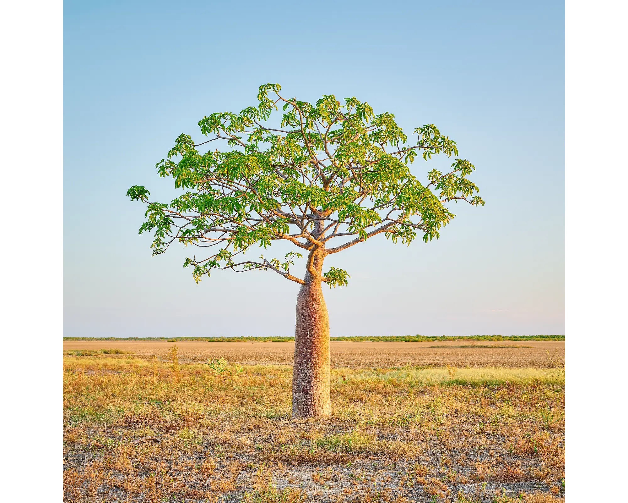 Boab tree, The Kimberley, Western Australia.