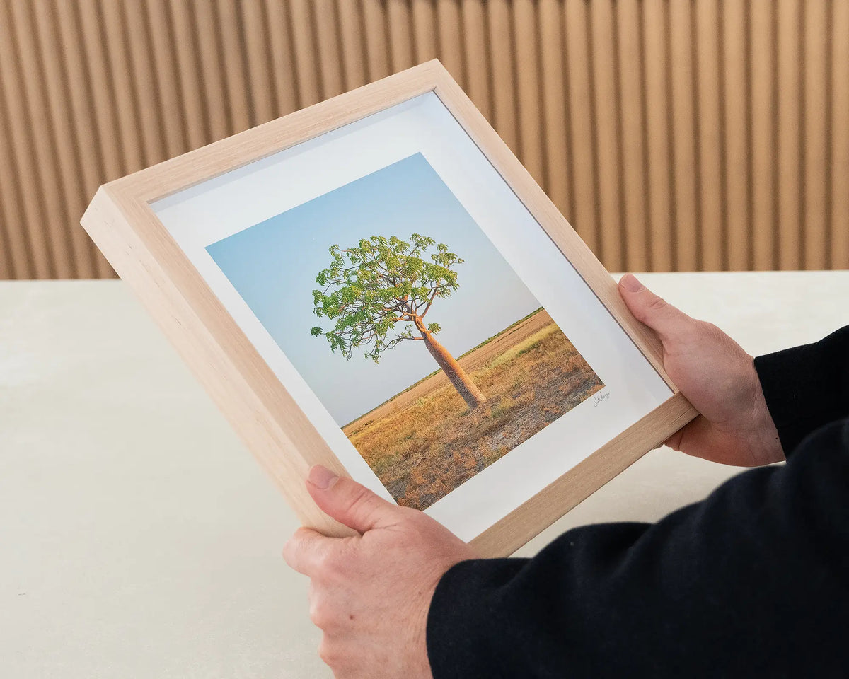 Growth. Boab tree small framed print with timber frame being hand held.