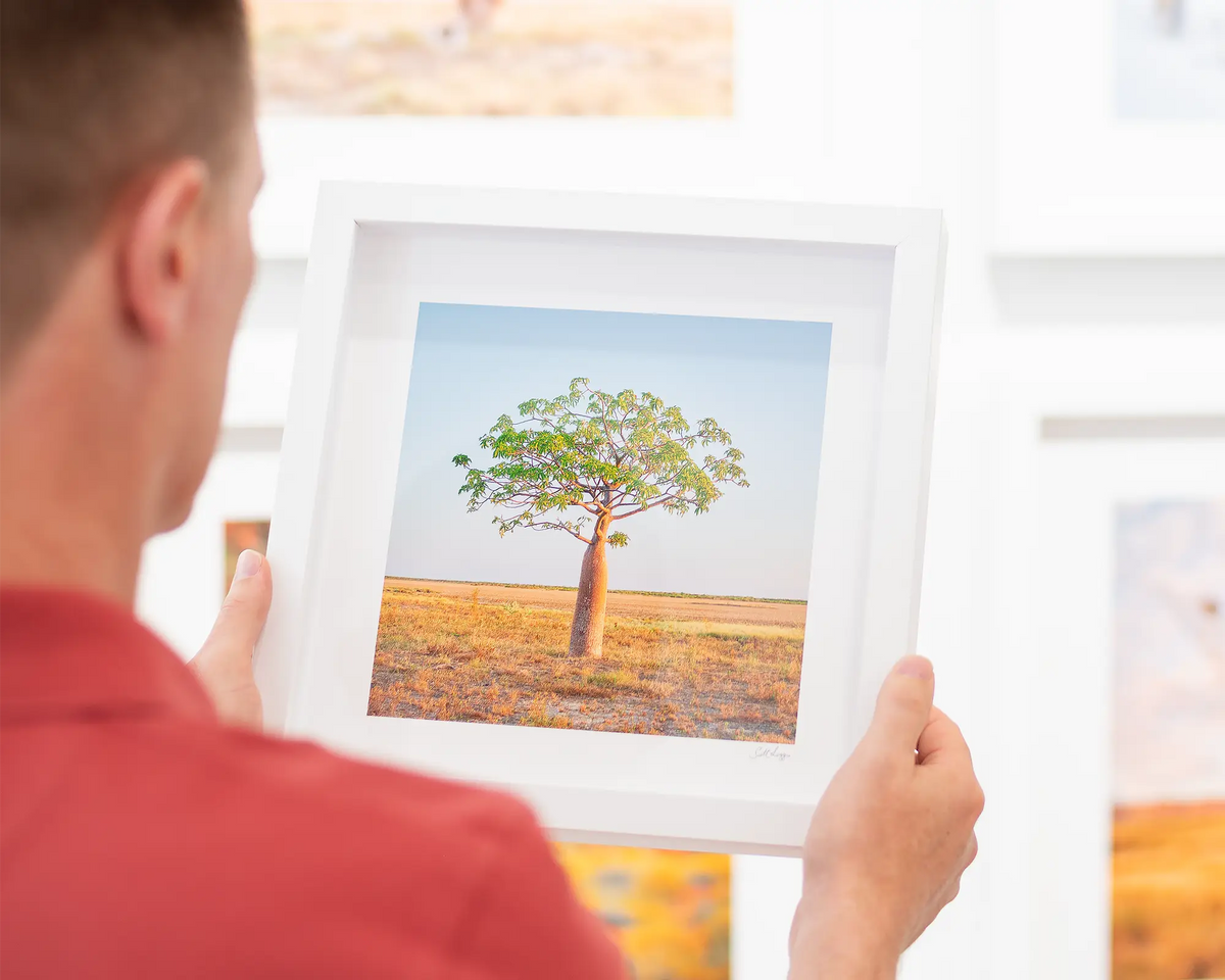 Growth - Boab tree wall art small framed print.