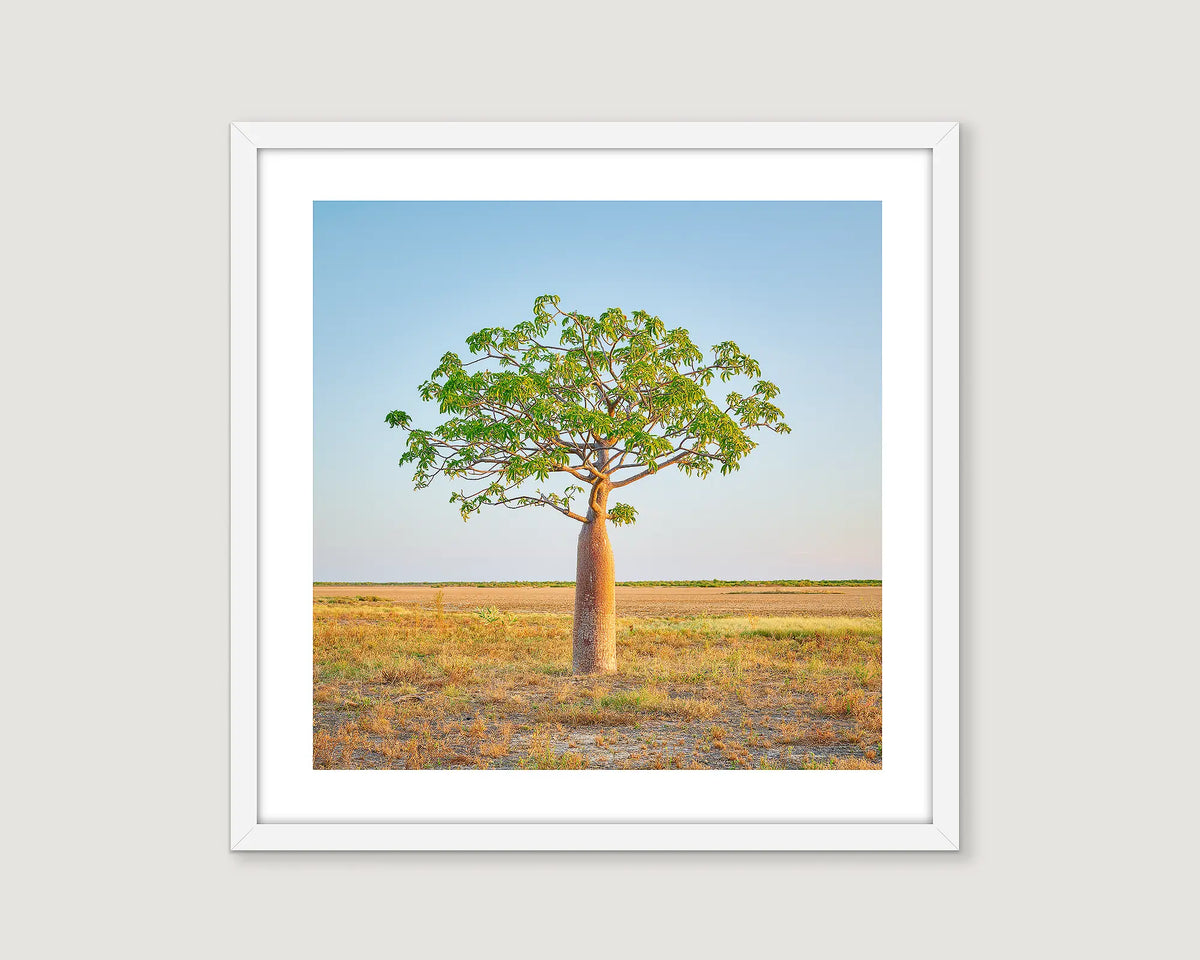 Framed photograph of a solo boab tree and a blue sky in Western Australia. 