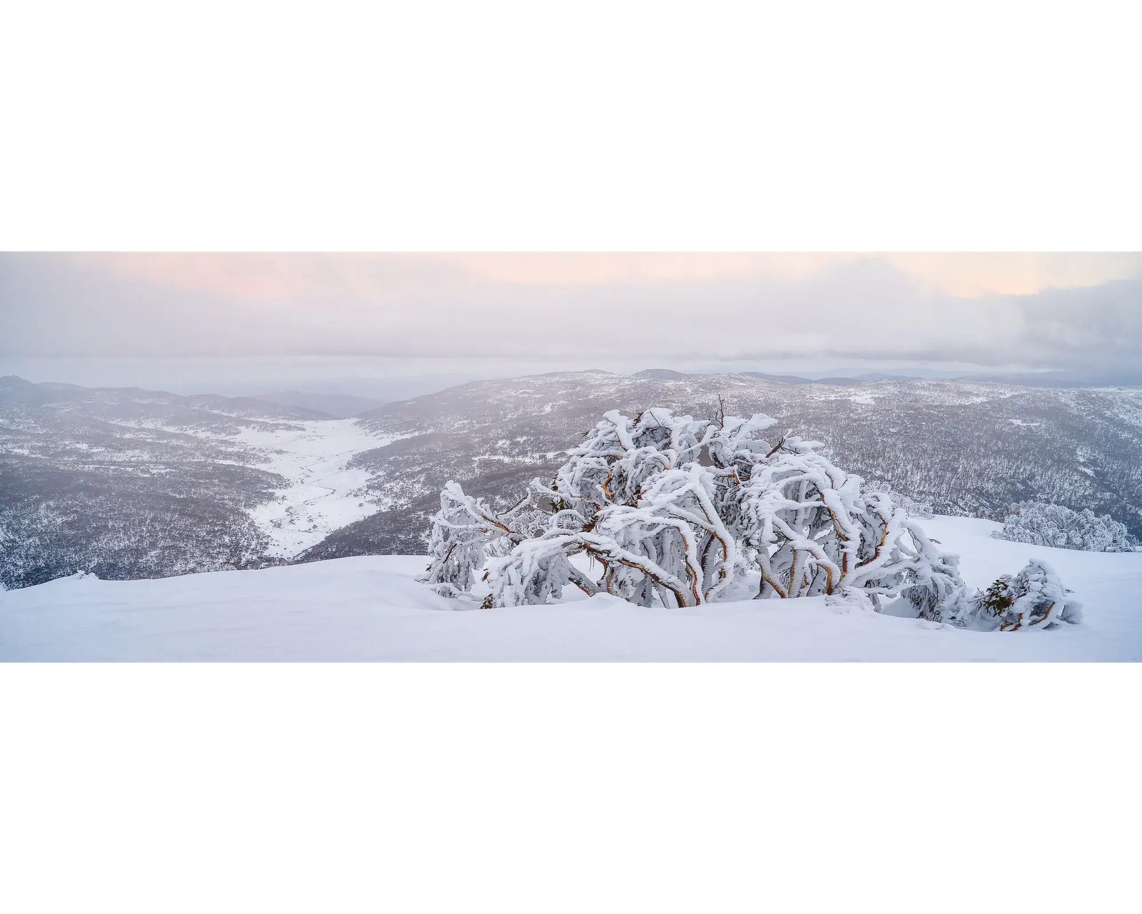 Guardian Of The Valley. Snow covered snow gum, overlooking snow covered valley below.