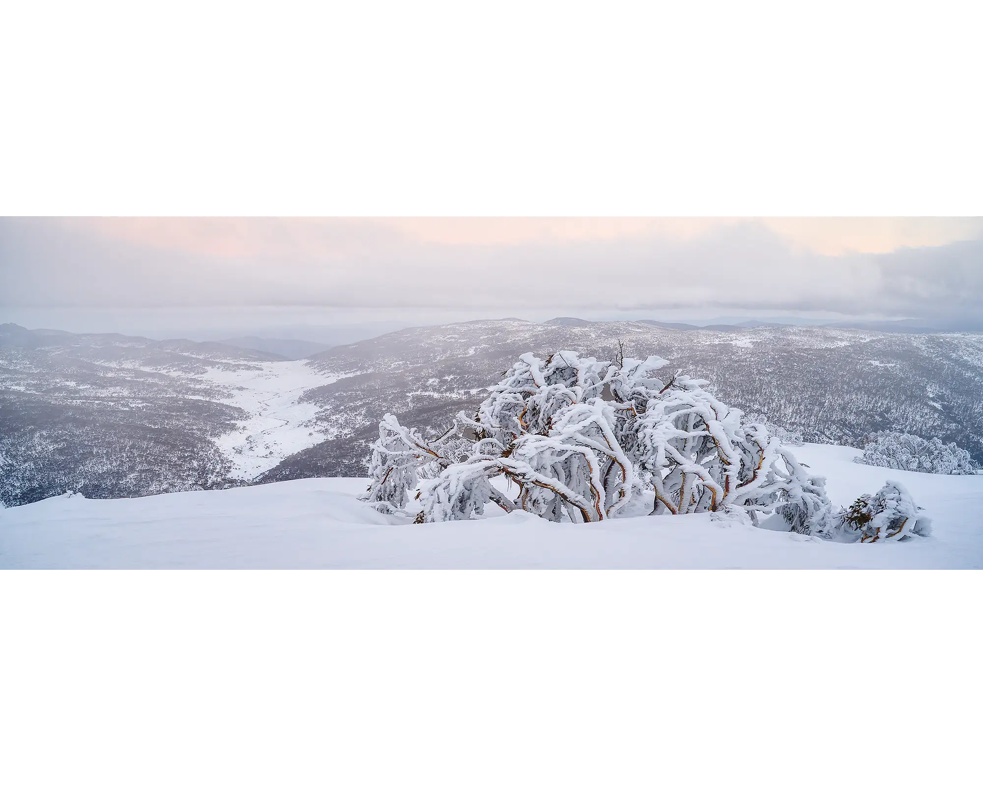 Guardian Of The Valley. Snow covered snow gum, overlooking snow covered valley below.