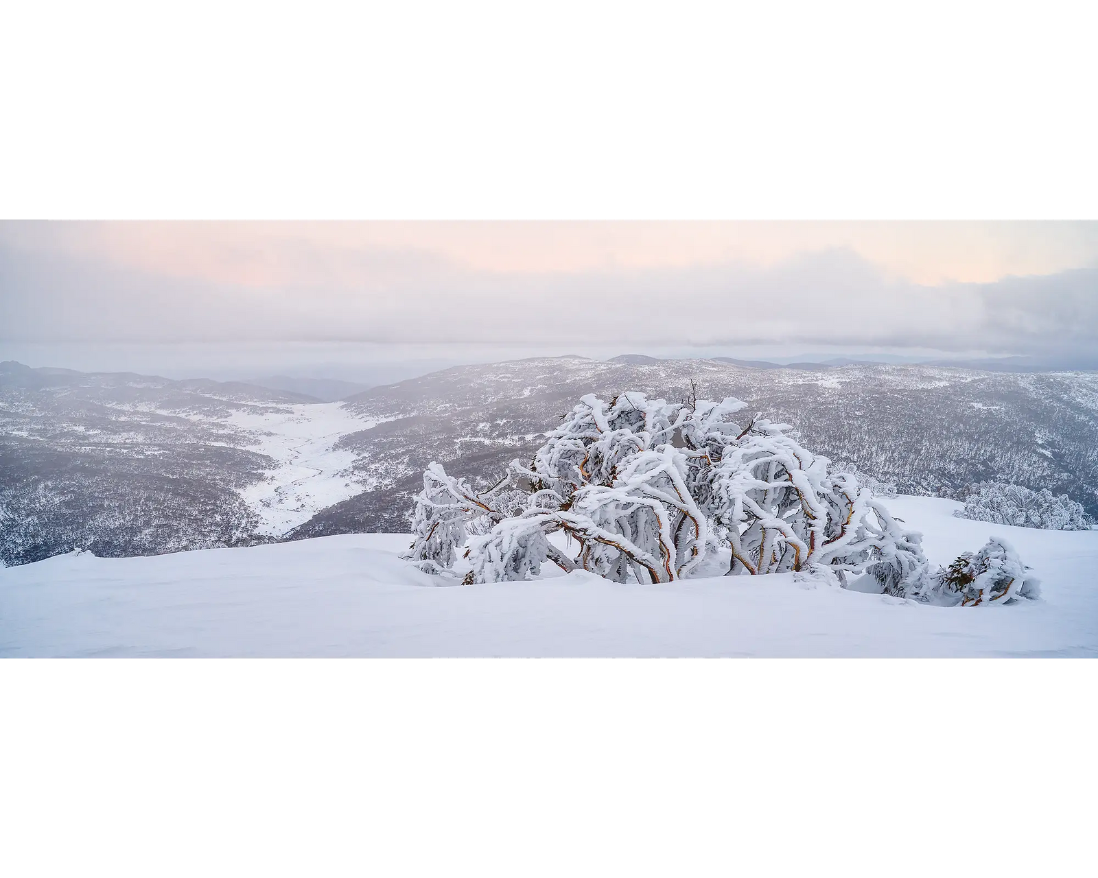 Guardian of the Valley. Snow gum overlooking the snow covered valley below.