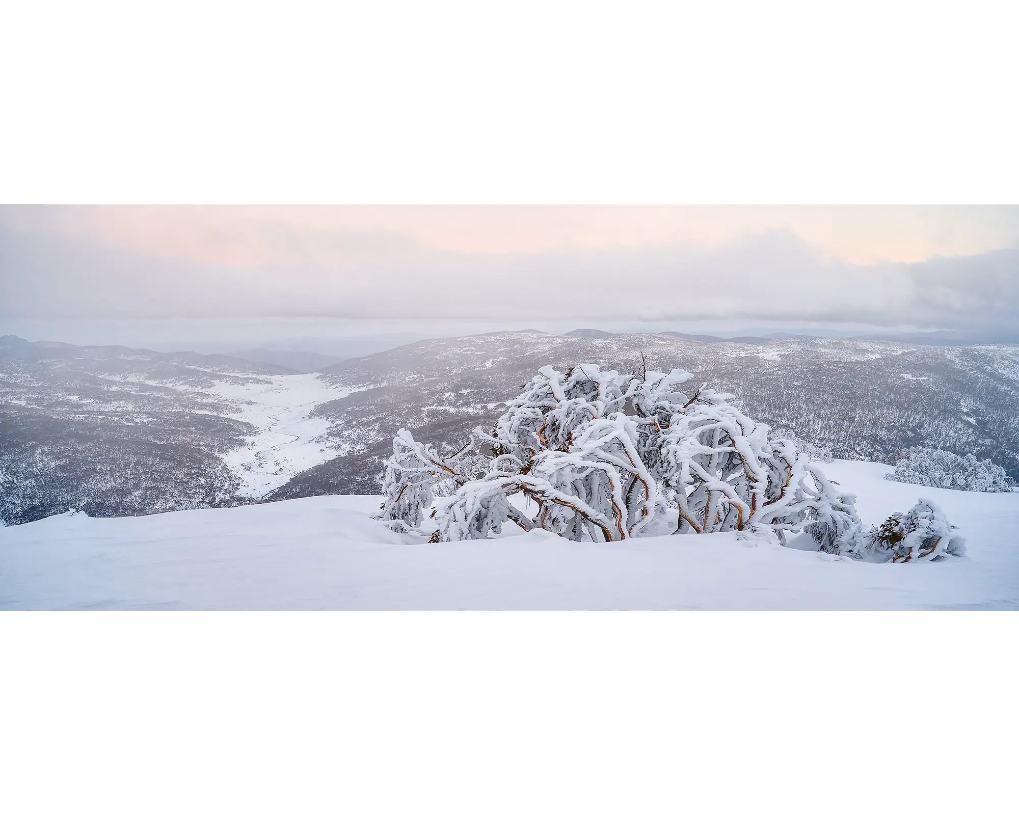 Guardian of the Valley. Snow gum overlooking the snow covered valley below.