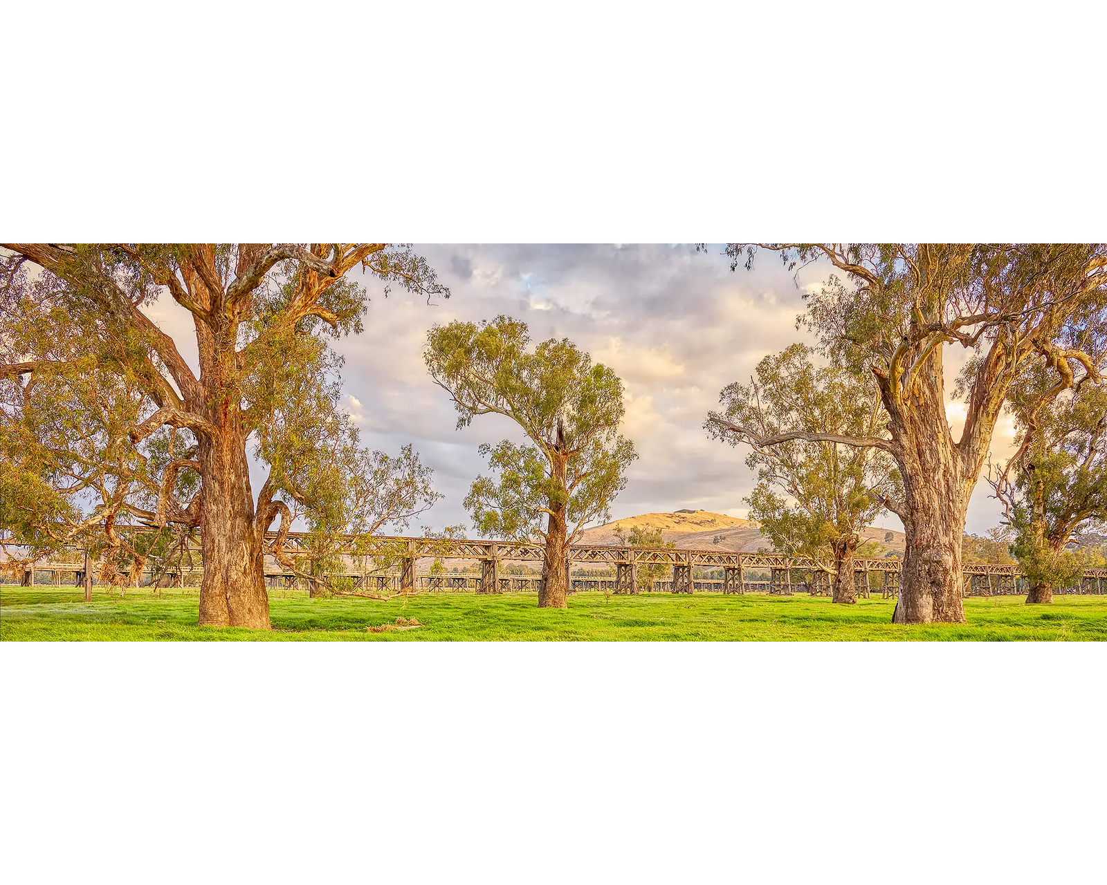An old railway bridge with gum trees in the foreground, Gundagai, NSW. 