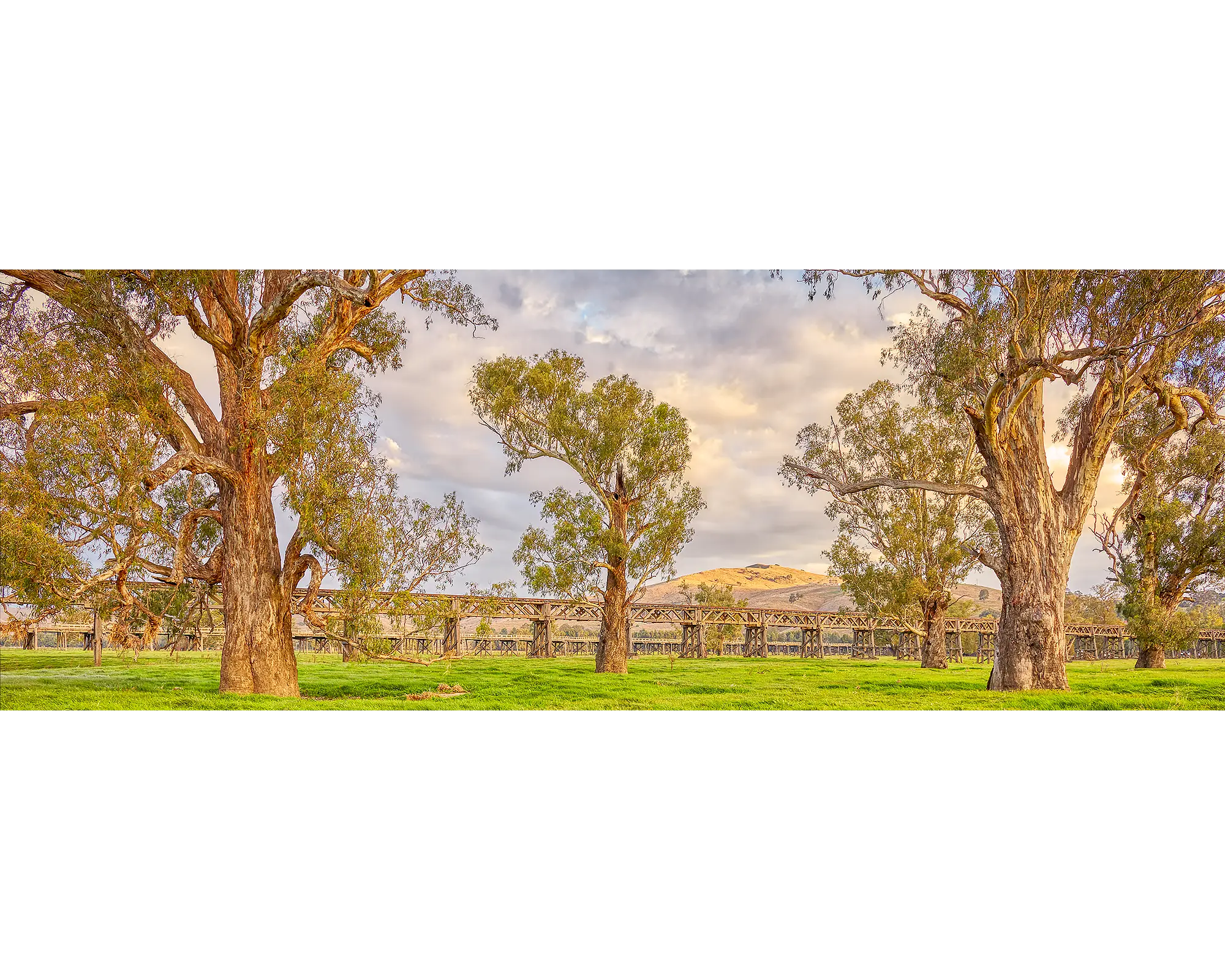 An old railway bridge with gum trees in the foreground, Gundagai, NSW. 