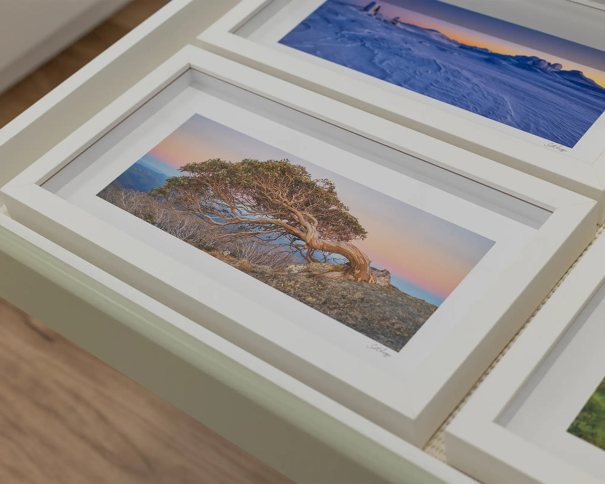 Hanging On. Small framed print of snow gum on Mount Gingera in gallery display drawer.