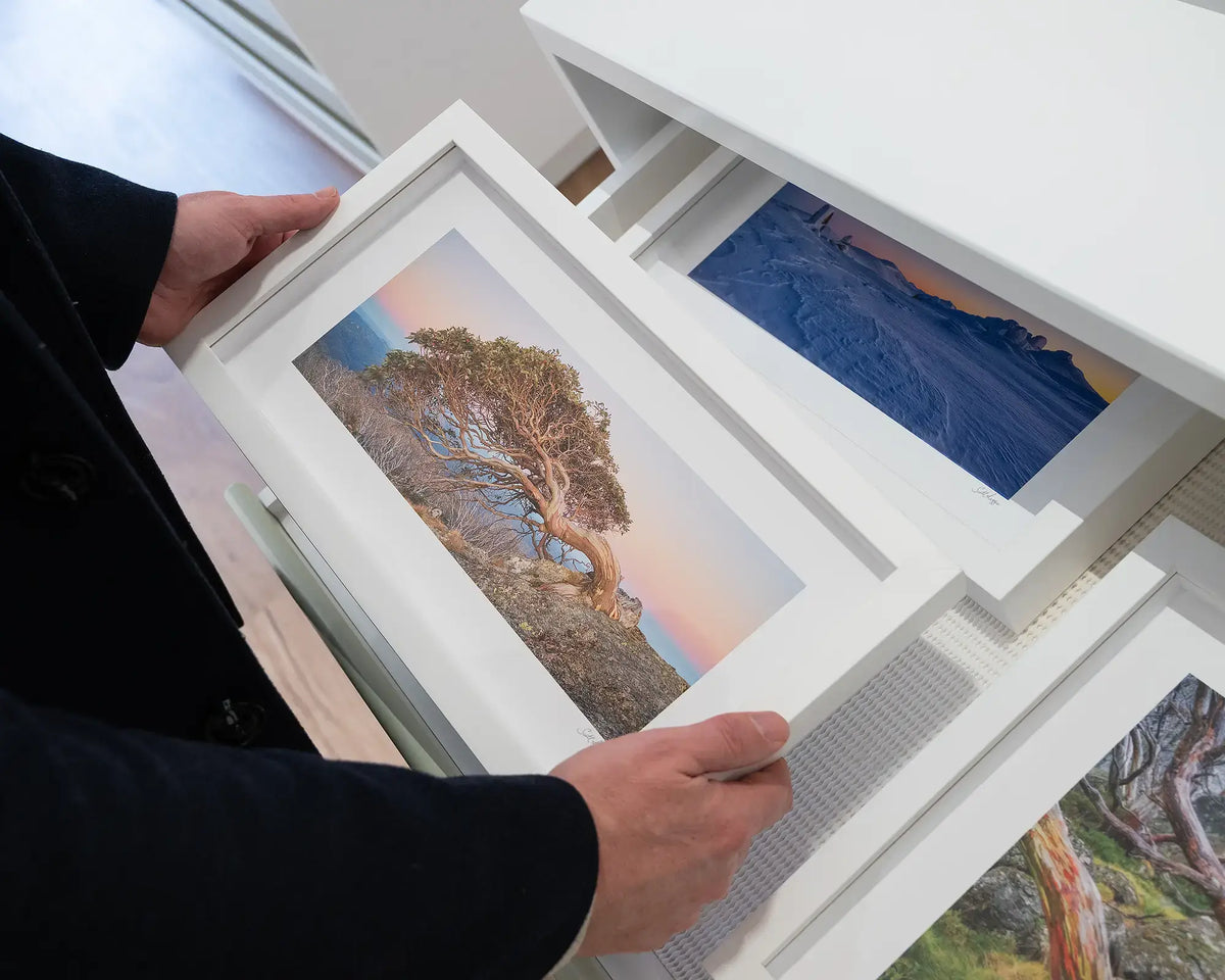 Hanging On. Small framed print of snow gum on Mount Gingera with white frame, hand held in gallery.