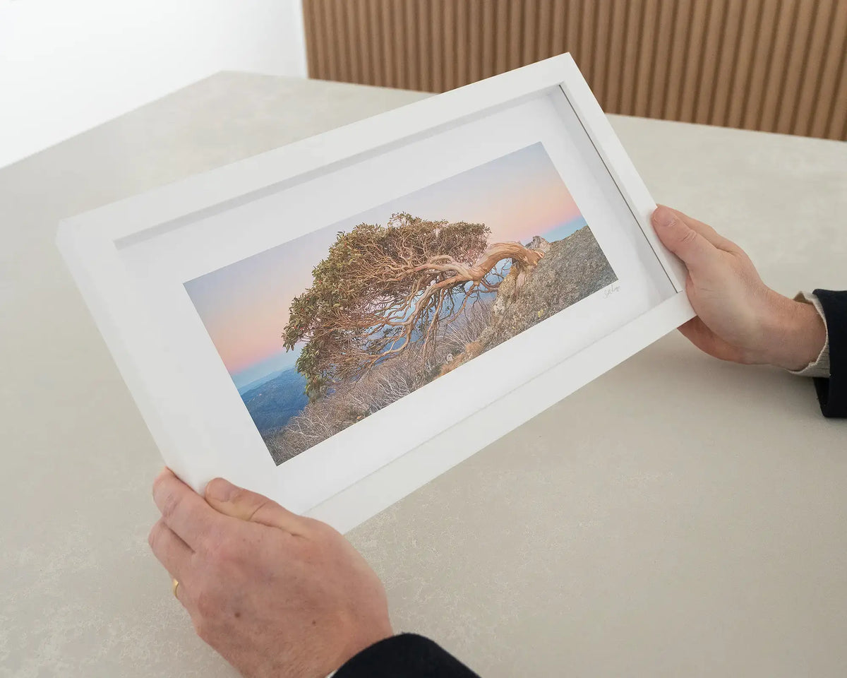 Hanging On. Small framed print of snow gum on Mount Gingera with white frame being hand held.